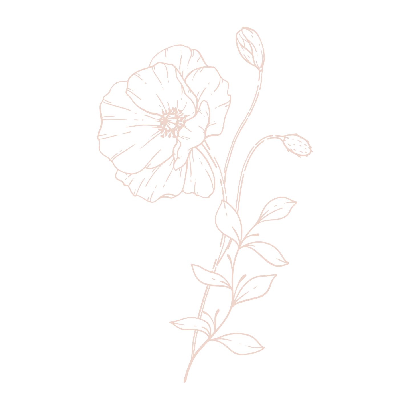 Line drawing of a poppy flower with detailed petals and leaves on a black background.