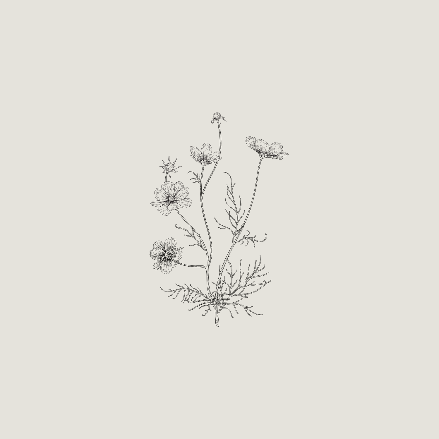 Sketch of a wildflower with multiple blossoms and leaves on a plain background.