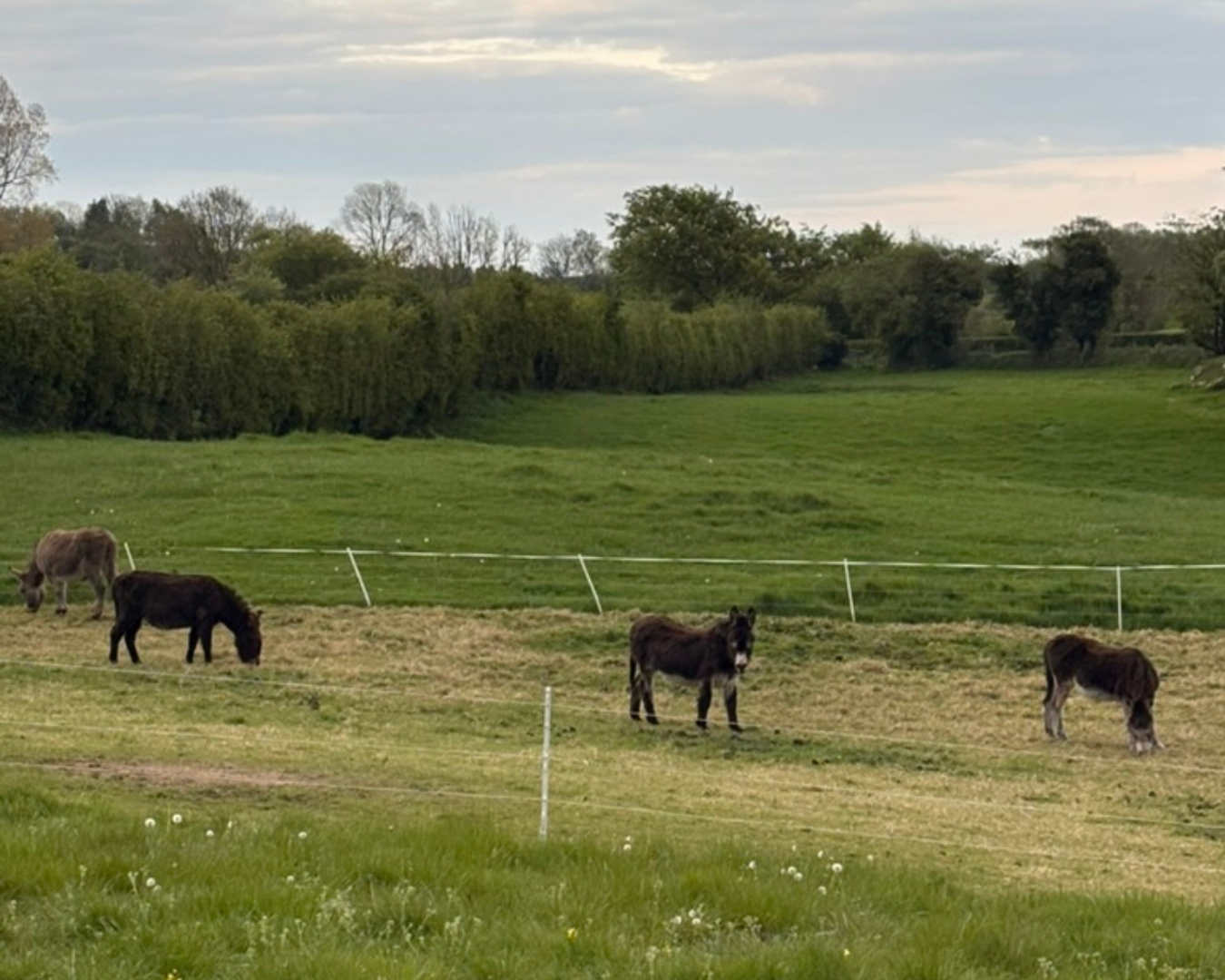 Swatragh_donkeys in field.png