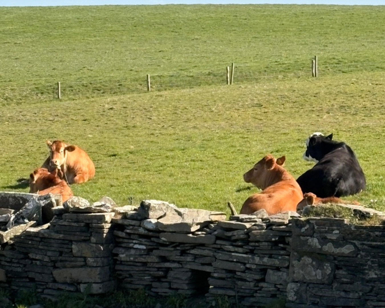 Cliffs of Moher_cows.png