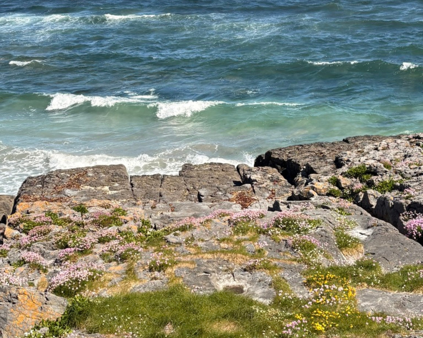 Inisheer_flowers on rocks.png