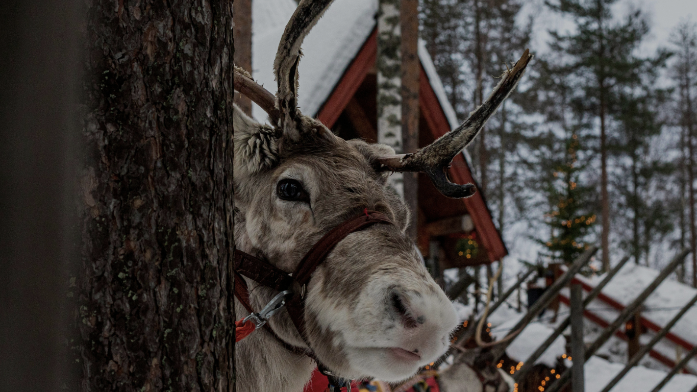 Close-up of a reindeer's face peeking from behind a tree with snow-covered ground and a wooden structure in the background.