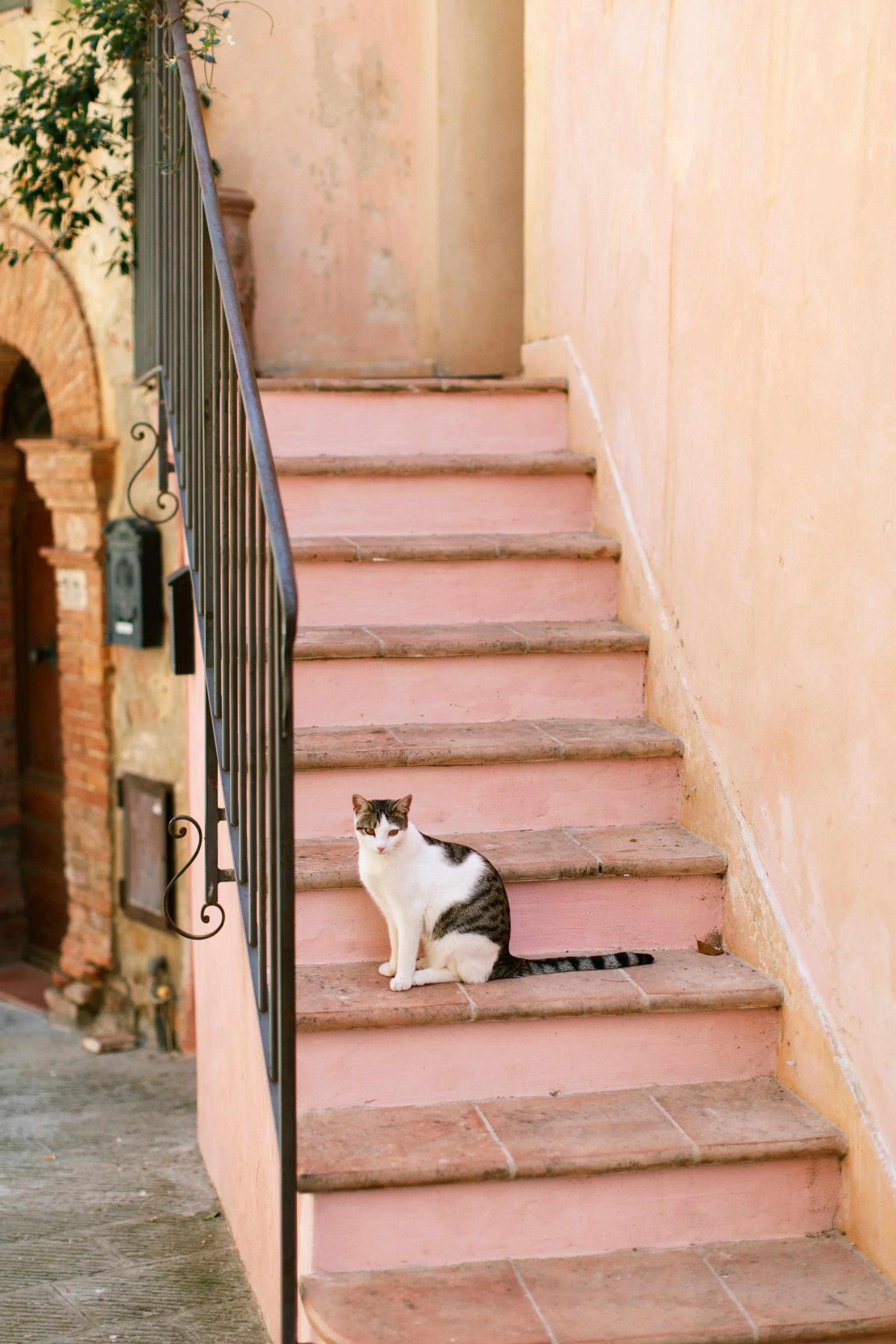 A black and white cat sitting on pink stone stairs next to a peach wall and black iron railing.