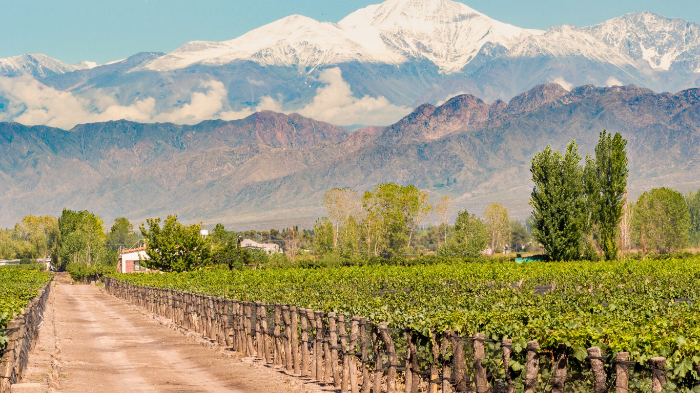 A dirt road through a vineyard with vines supported by wooden posts, set against a backdrop of lush trees and towering snow-capped mountains.