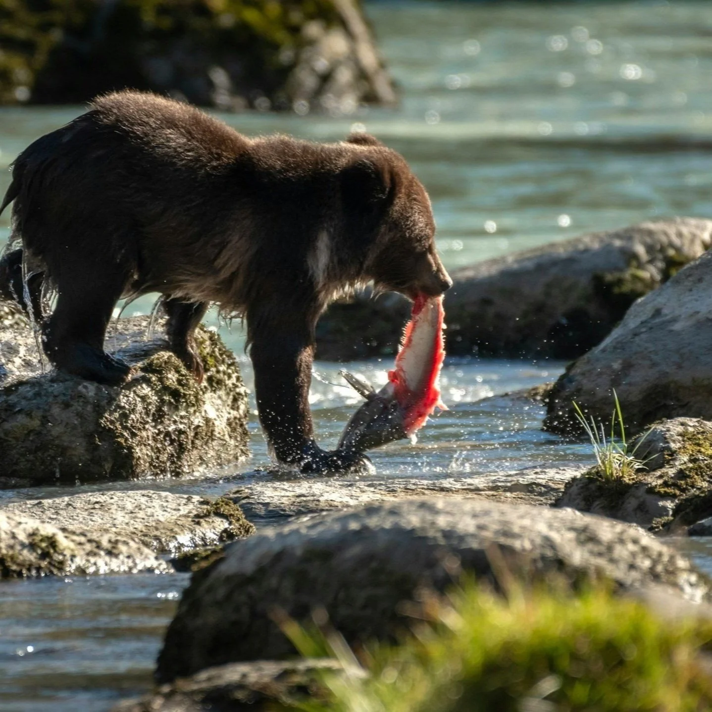 A brown bear catching and holding a fish in a rocky river.