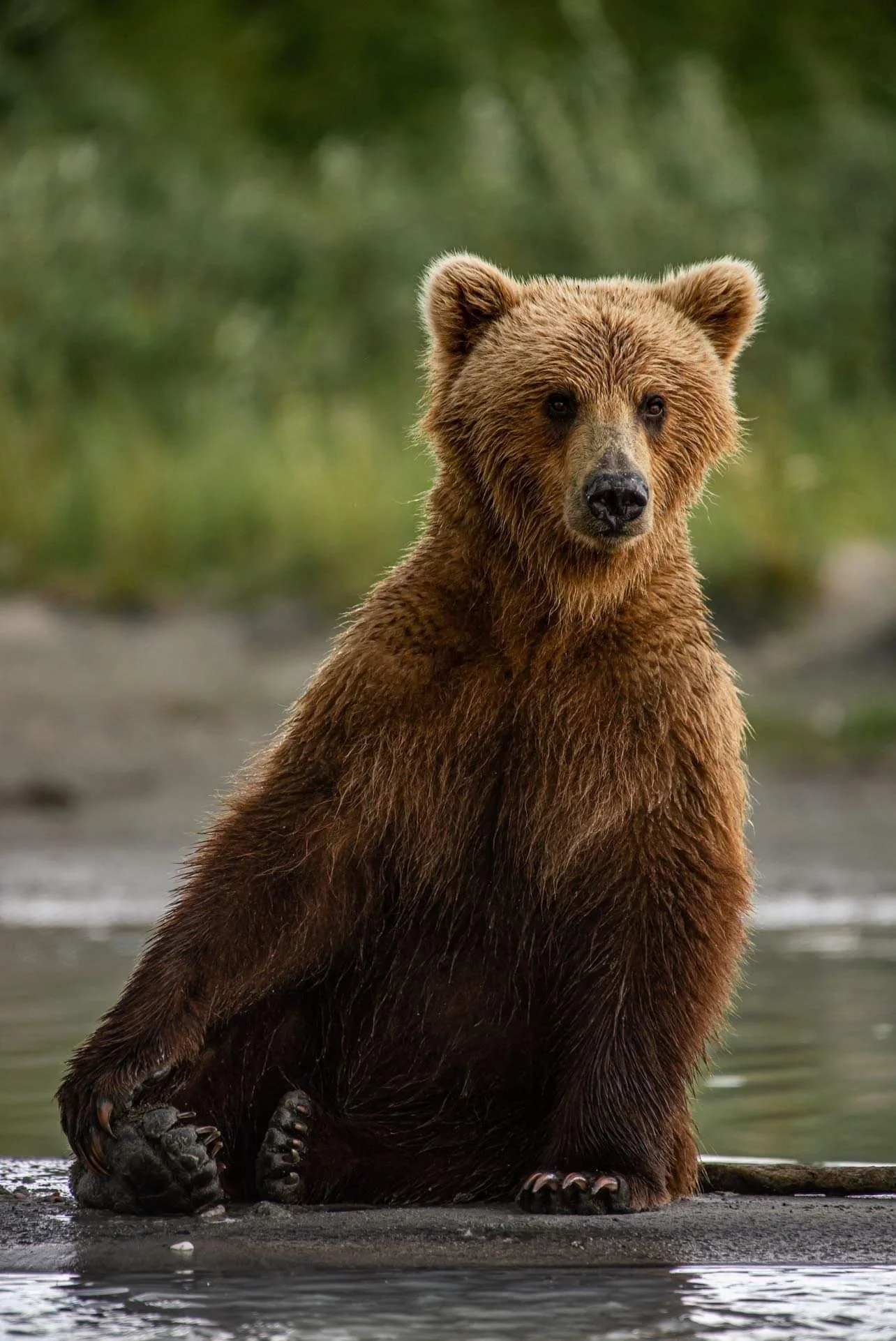 A brown bear sitting on a rocky ledge near water, with green foliage in the background.