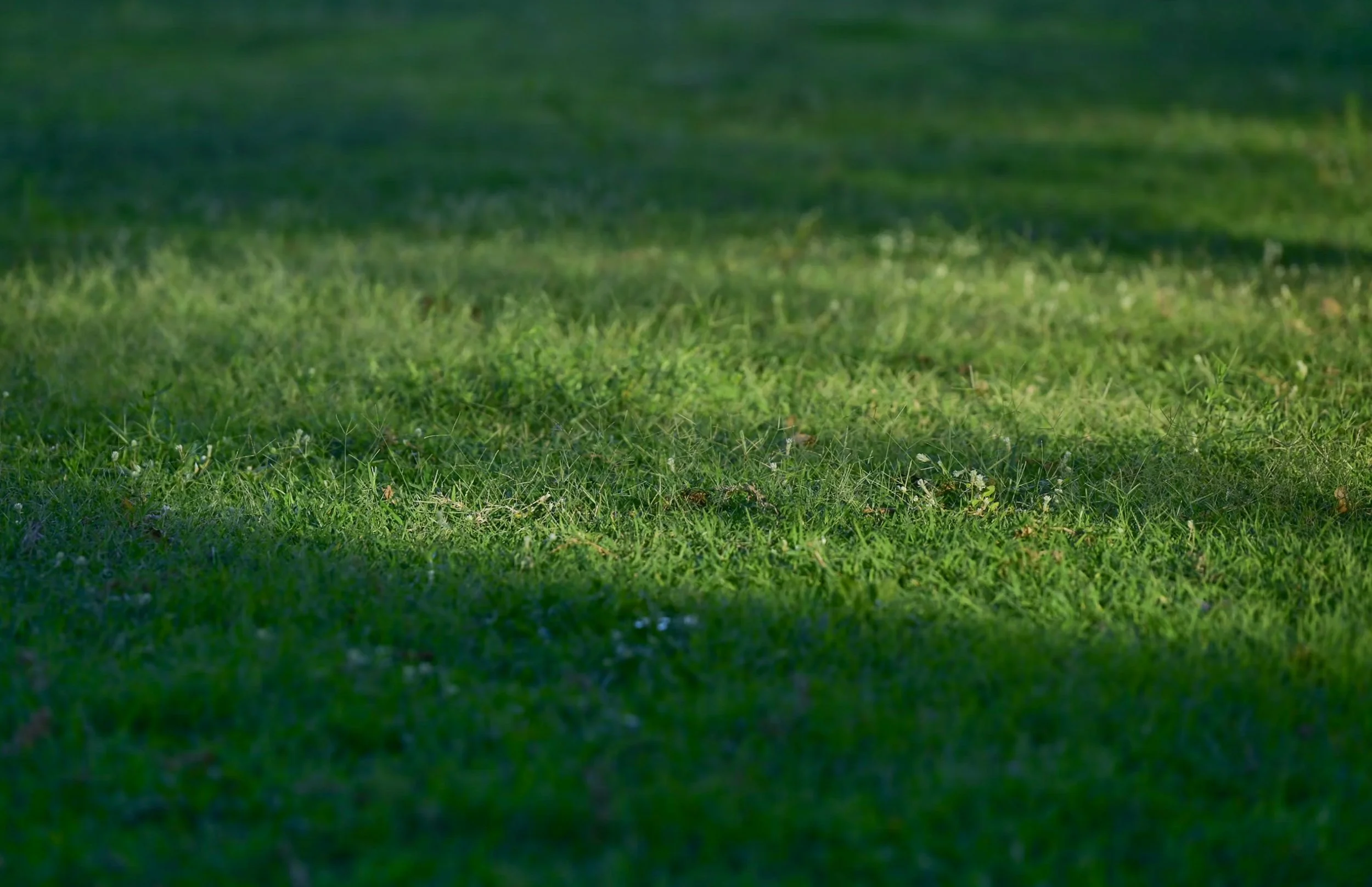 Is Clover Bad for Lawns? Fluro Gardens Hunter Valley