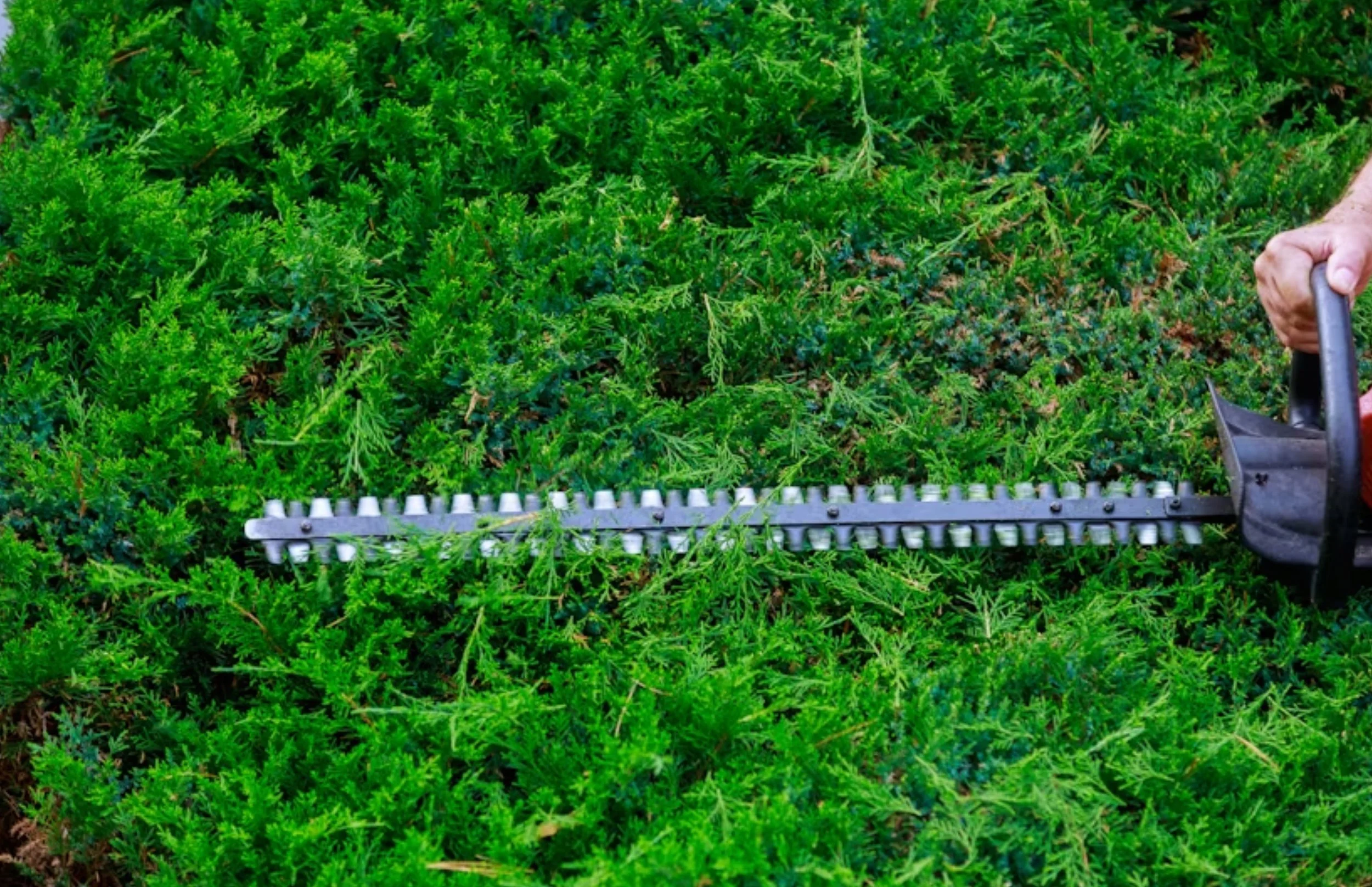 professional hedging on a estate garden