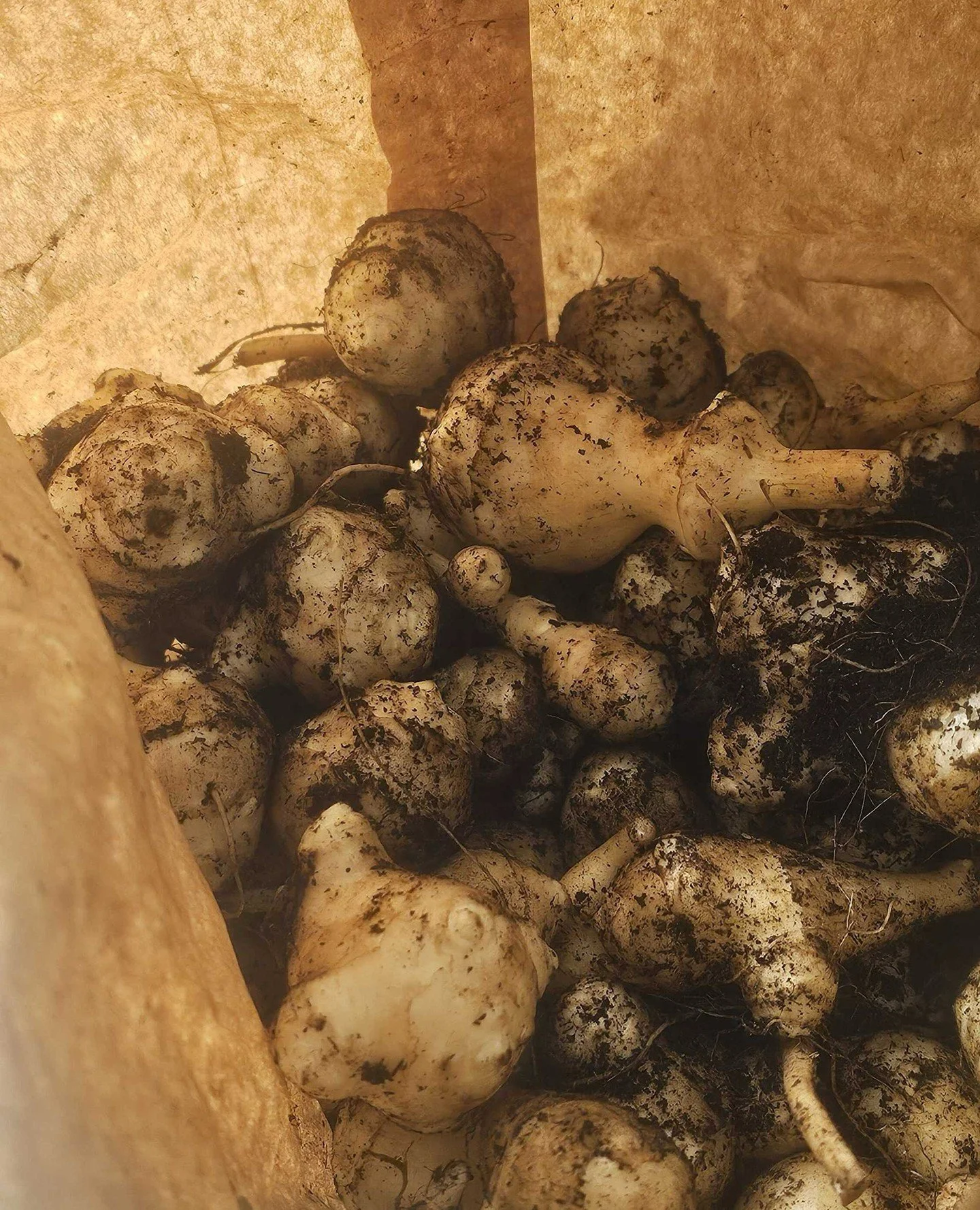 Satokausi-m&ouml;kill&auml; maa-artisokan sato oli uskomattoman runsas! 😲 Maasta nostettiin niin paljon mukuloita, ett&auml; niit&auml; riitti omien tarpeiden lis&auml;ksi my&ouml;s jaettavaksi - ja seh&auml;n onnistui n&auml;pp&auml;r&auml;sti Sato