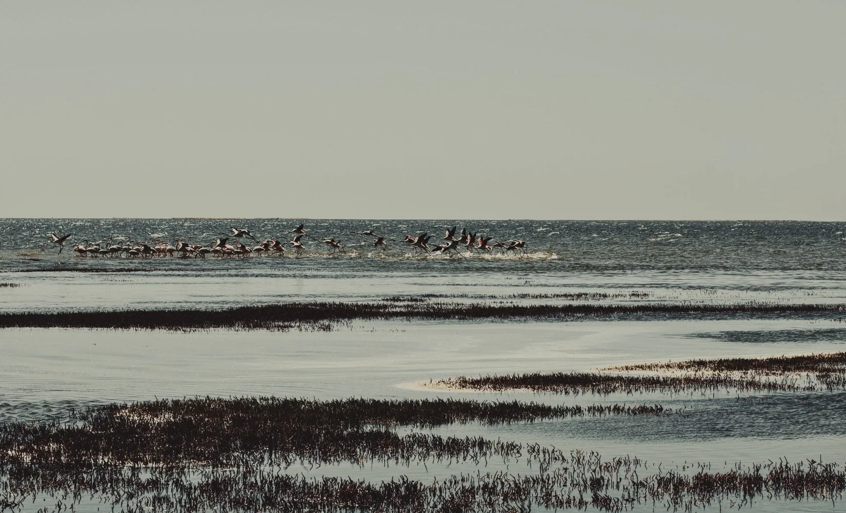 Walvis Bay Flamingo Lagoon