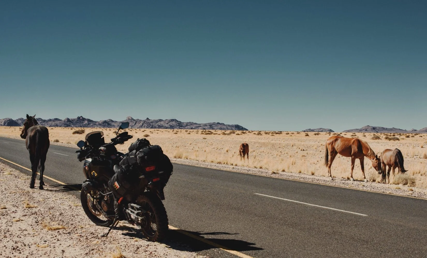 Horses of the Namib