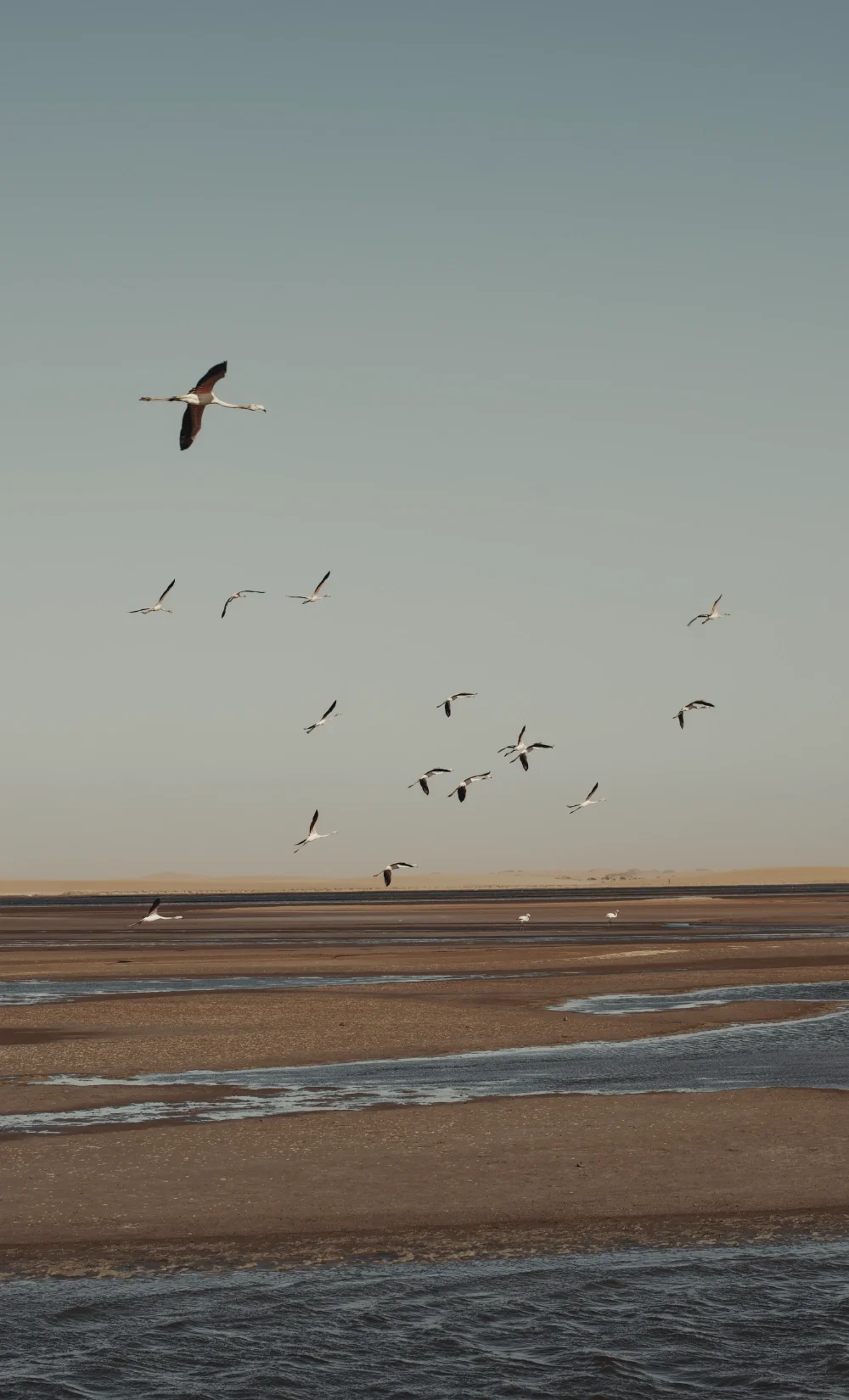 Flamingos at Walvis Bay Lagoon