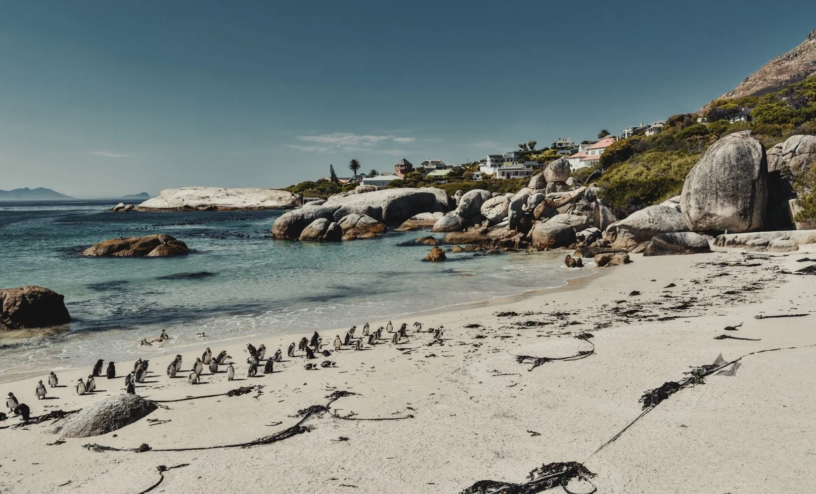 Penguins on Boulders Beach, Simon's Town