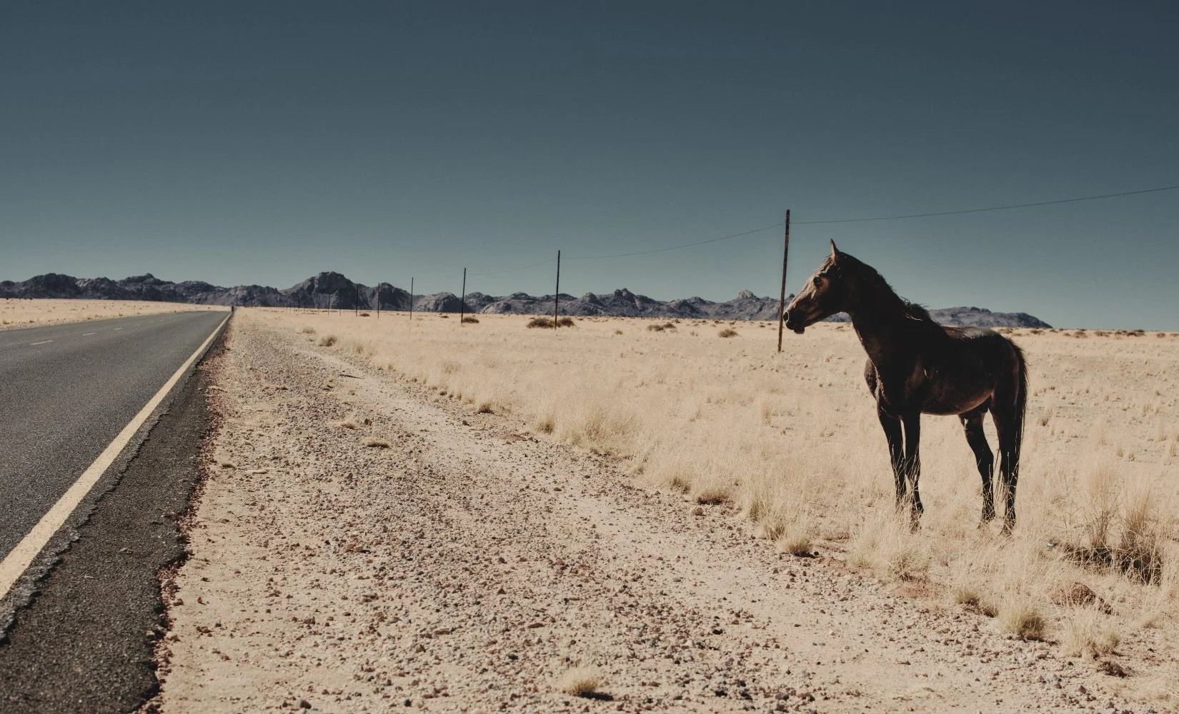 Horses of the Namib