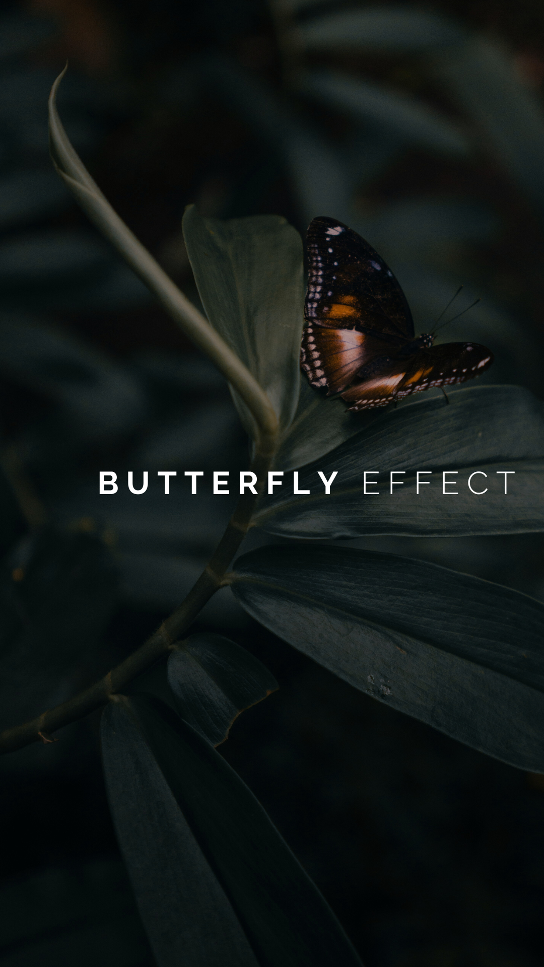 The Butterfly Effect
