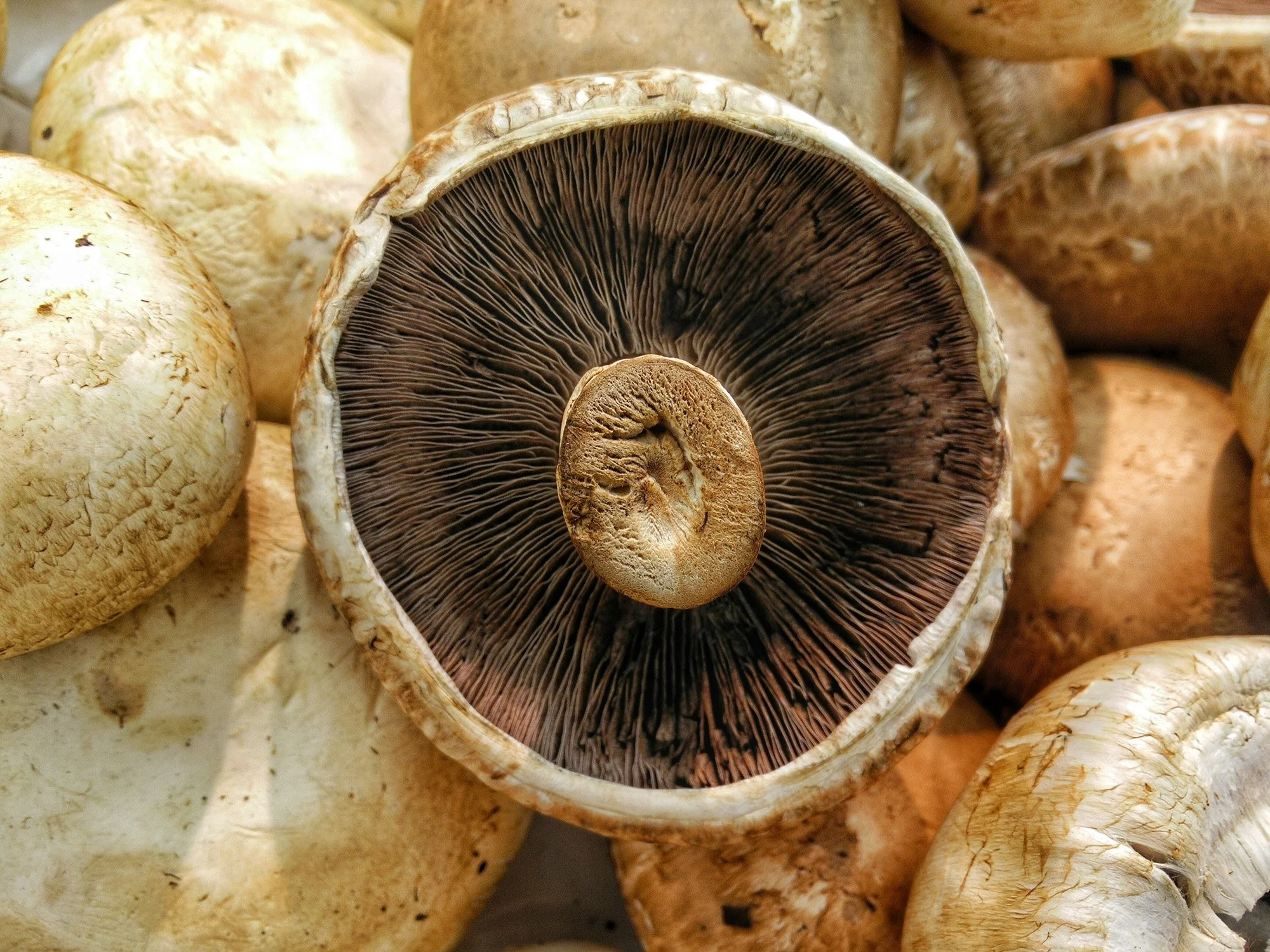 eWater Extends Shelf Life of Mushrooms in New Study