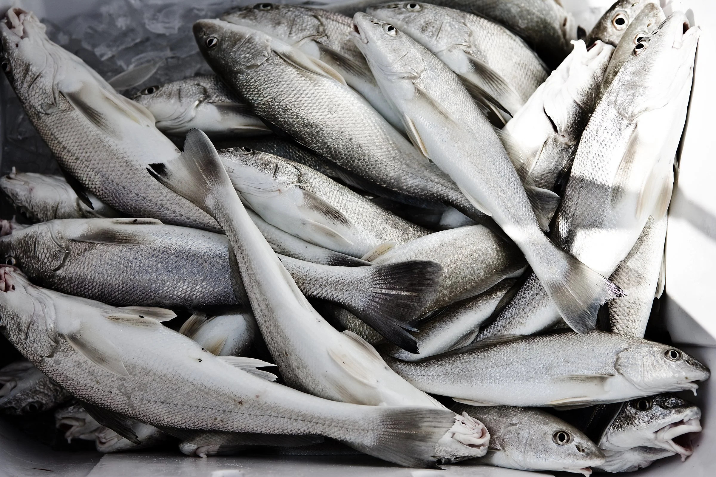 Our defence system is being hampered by toxins found in contaminated fish