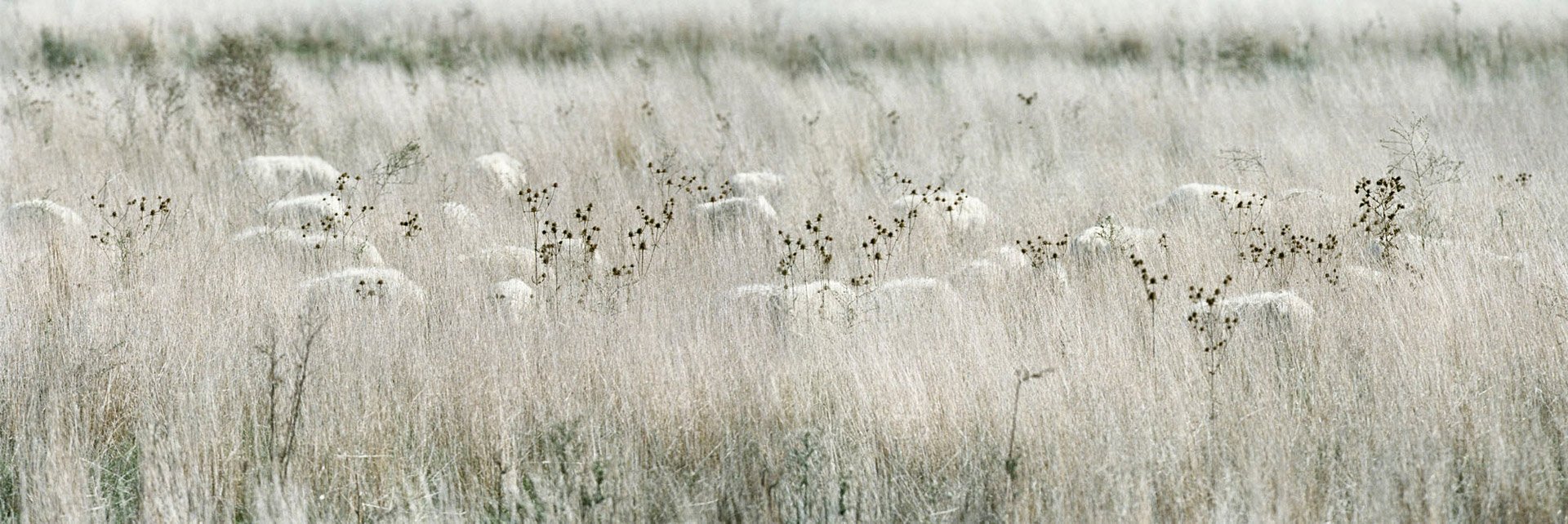 Pascolo I, 2003, Neg., 33 x 100 cm, 3 tirature Pasc. 18 12