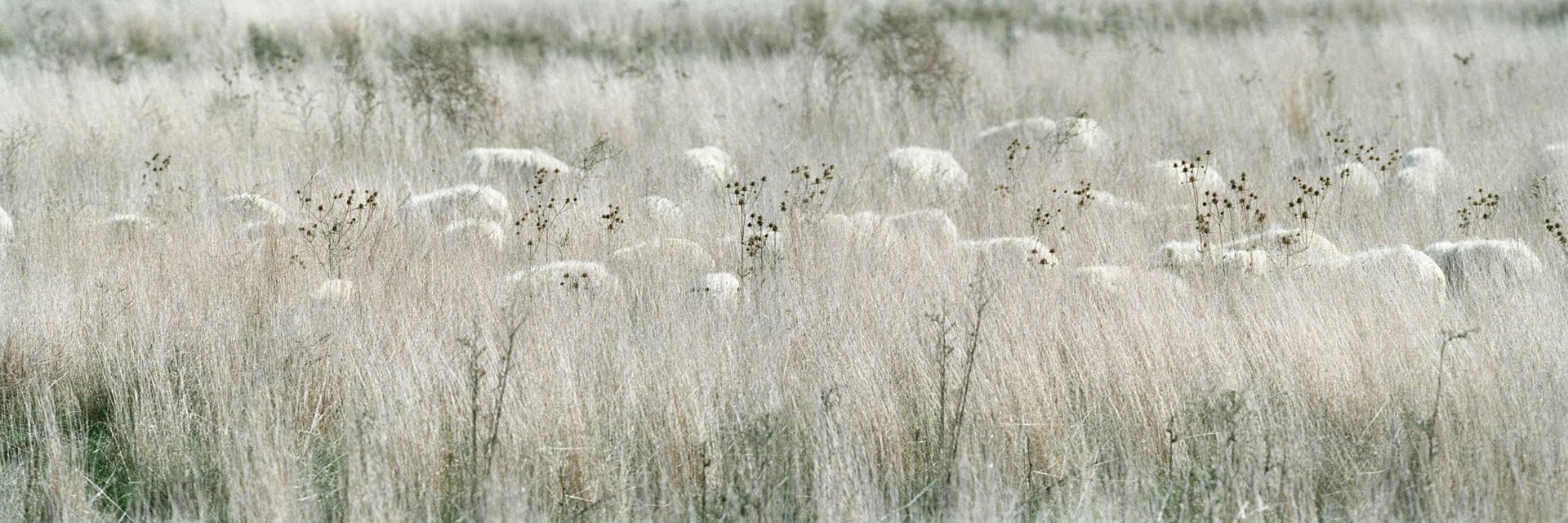 Pascolo II, 2003, Neg., 33 x 100 cm, 3 tirature Pasc. 19 22
