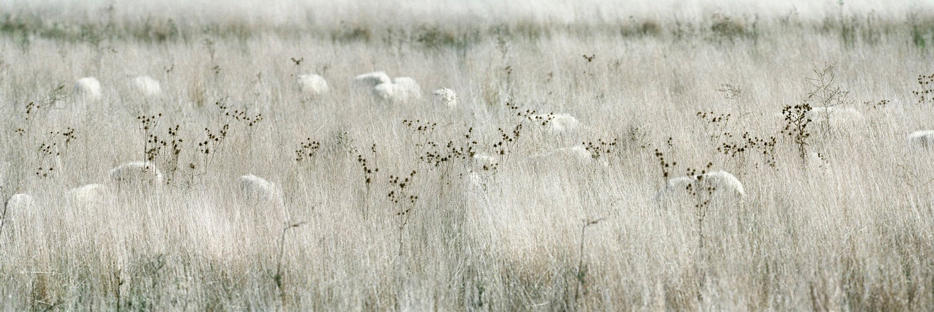 Pascolo III, 2003, Neg., 33 x 100 cm, 3 tirature Pasc. 25 13