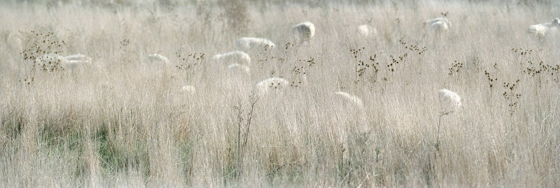 Pascolo IV, 2003, Neg., 33 x 100 cm, 3 tirature Pasc. 20 28