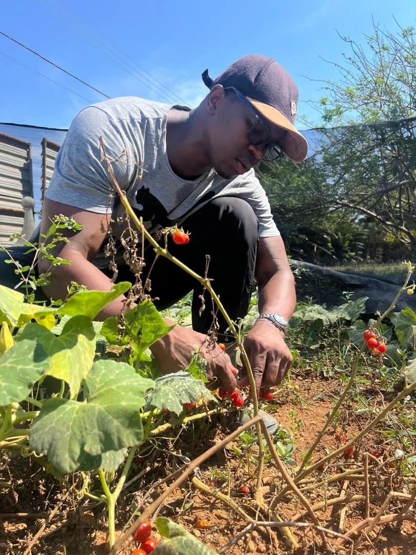 Dayron Robles tends to some tomato plants on his organic farm, near Havana, Cuba