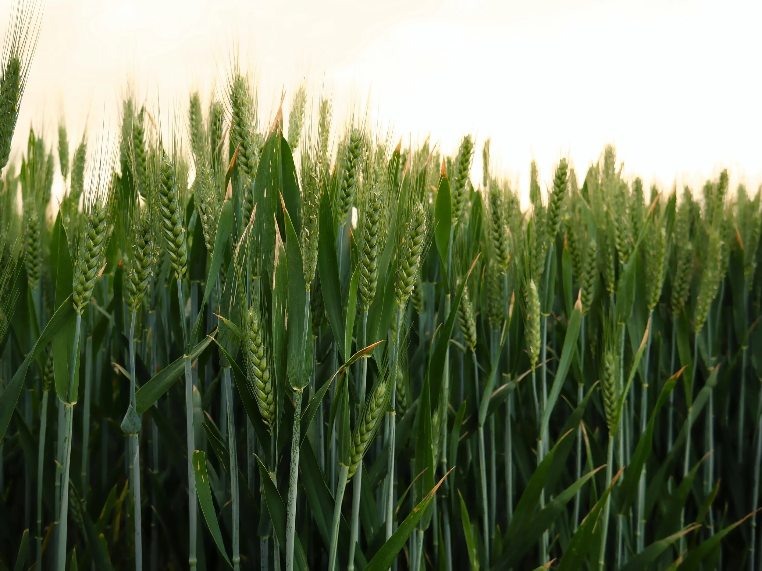 Your Crops Are Smarter Than You Think&nbsp;