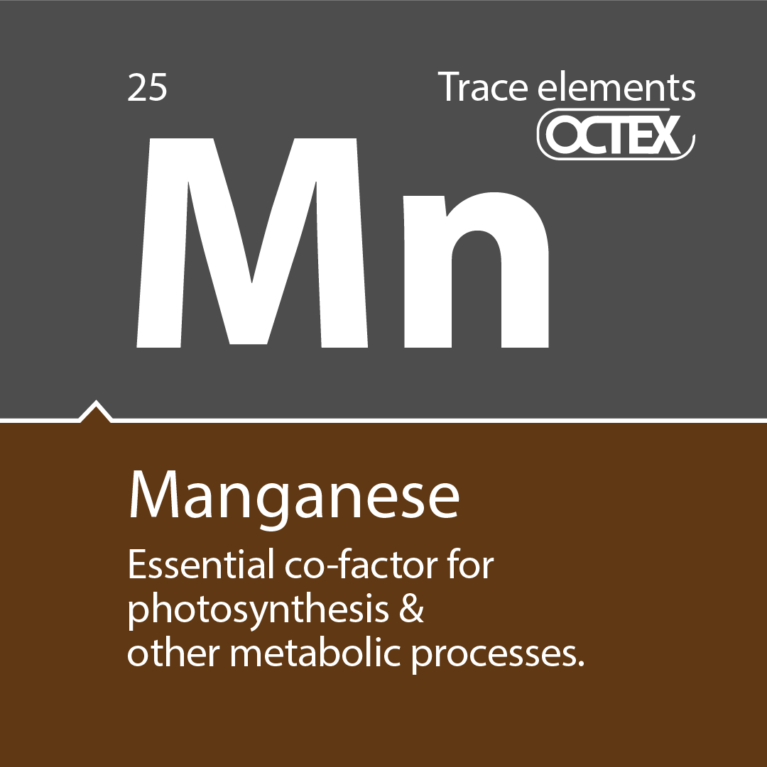Manganese element card with symbol 'Mn', atomic number 25, and description as an essential co-factor for photosynthesis and metabolism.