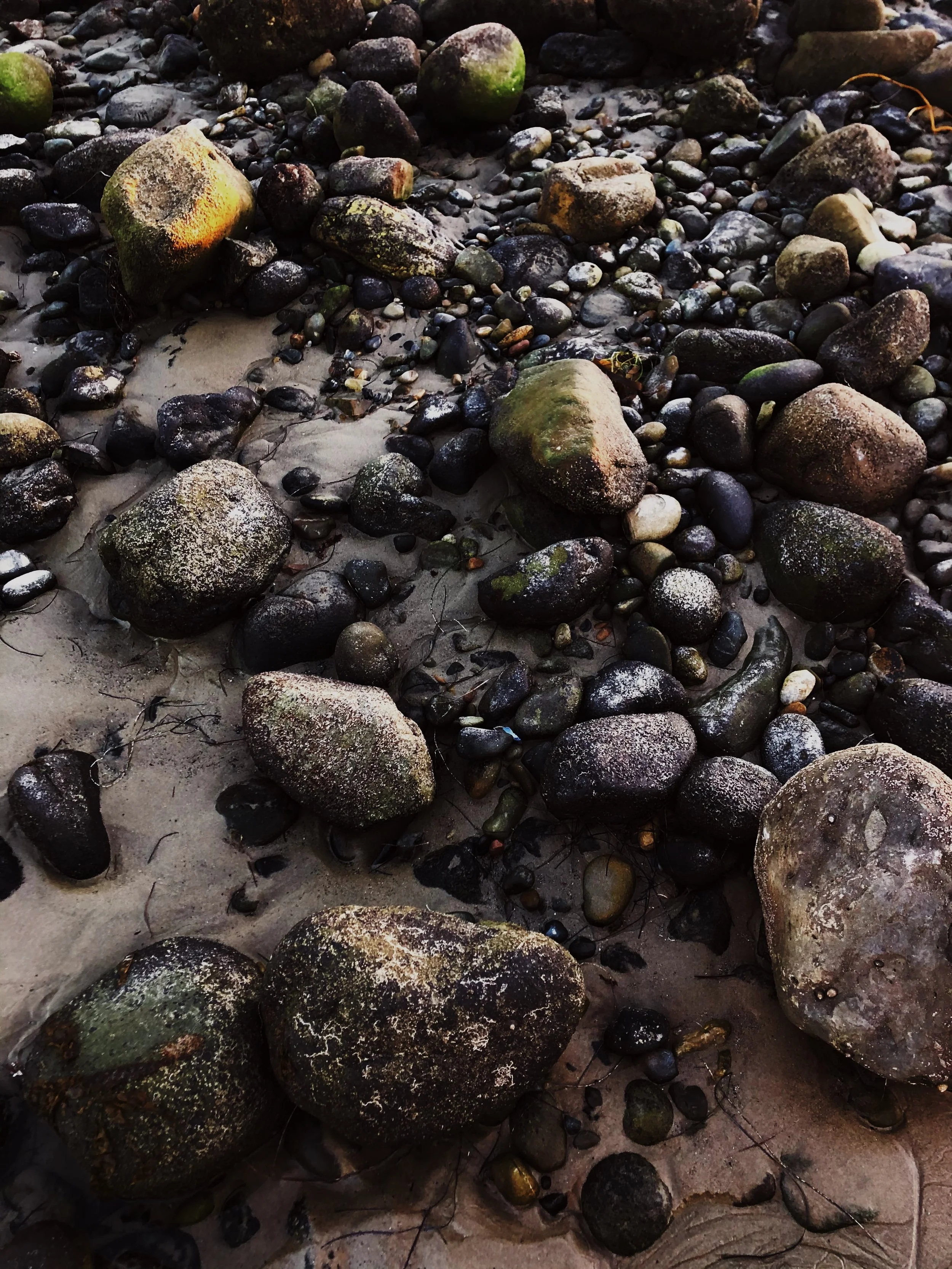 Close-up of wet, moss-covered rocks scattered on a sandy beach with small pebbles.
