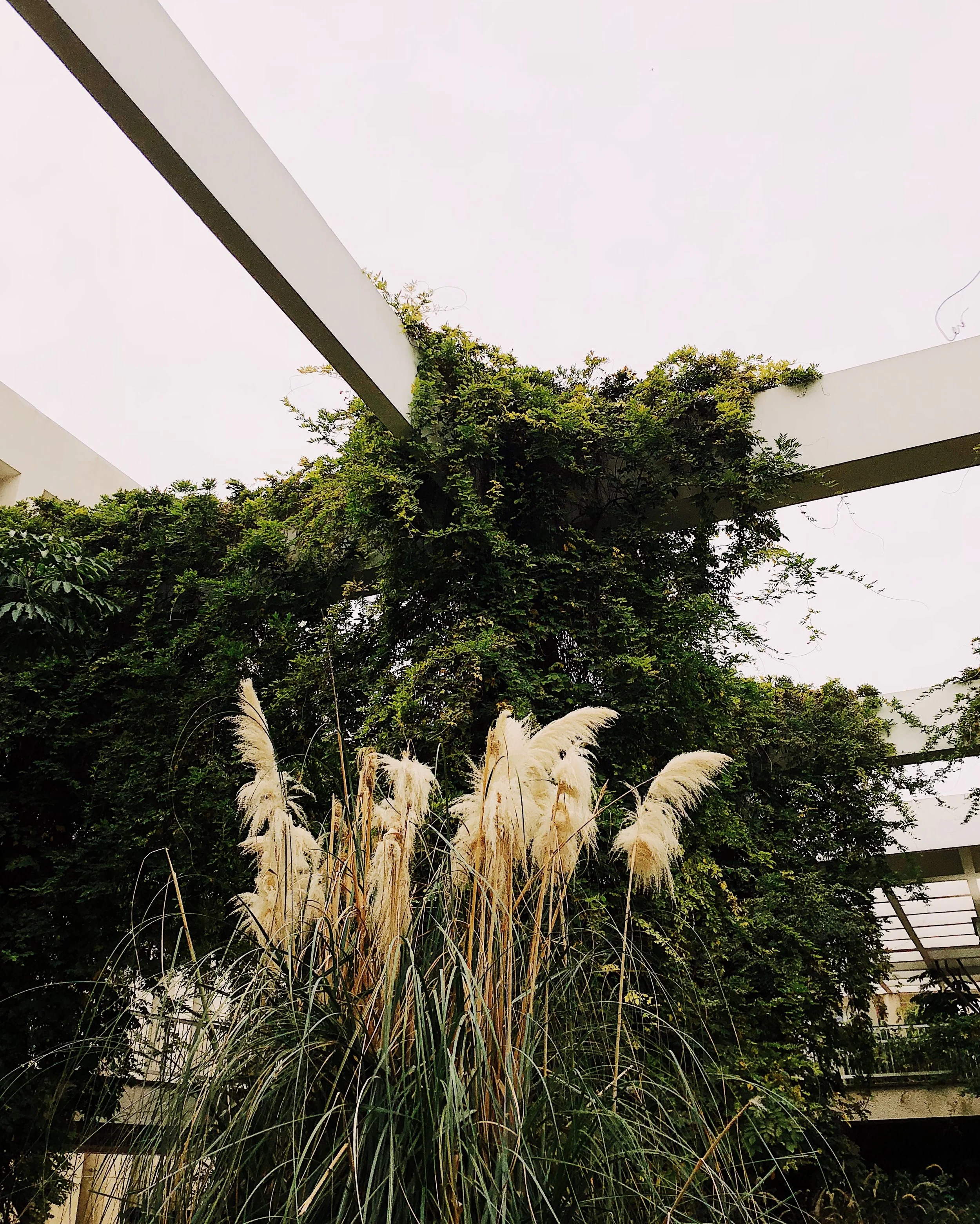 Tall ornamental grass with fluffy white plumes in front of a lush green vine-covered wall under a cloudy sky.