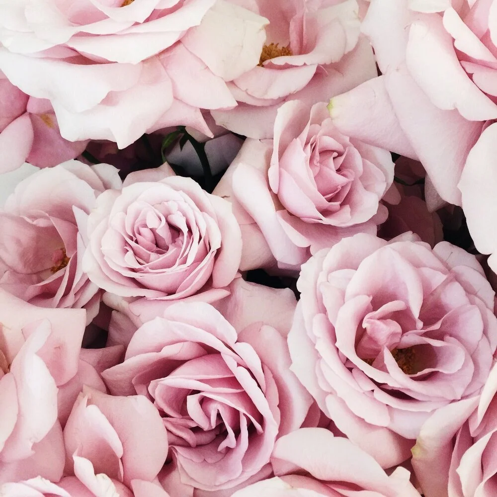 Close-up of light pink roses with some petals overlapping, showing detailed blooms and soft textures.