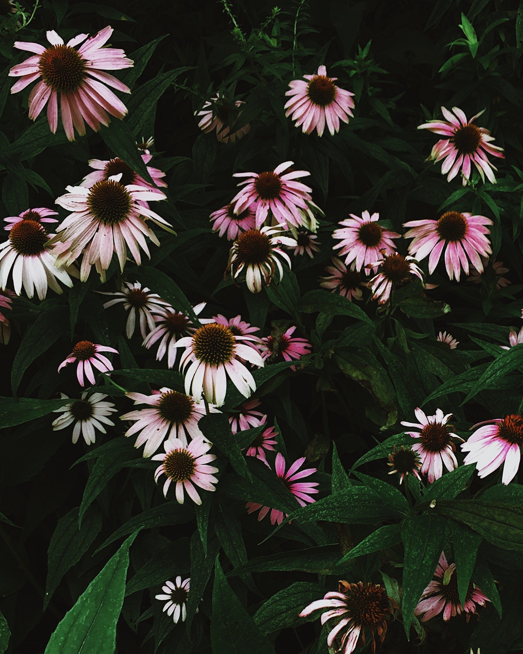Pink and white coneflowers in a dark garden setting.