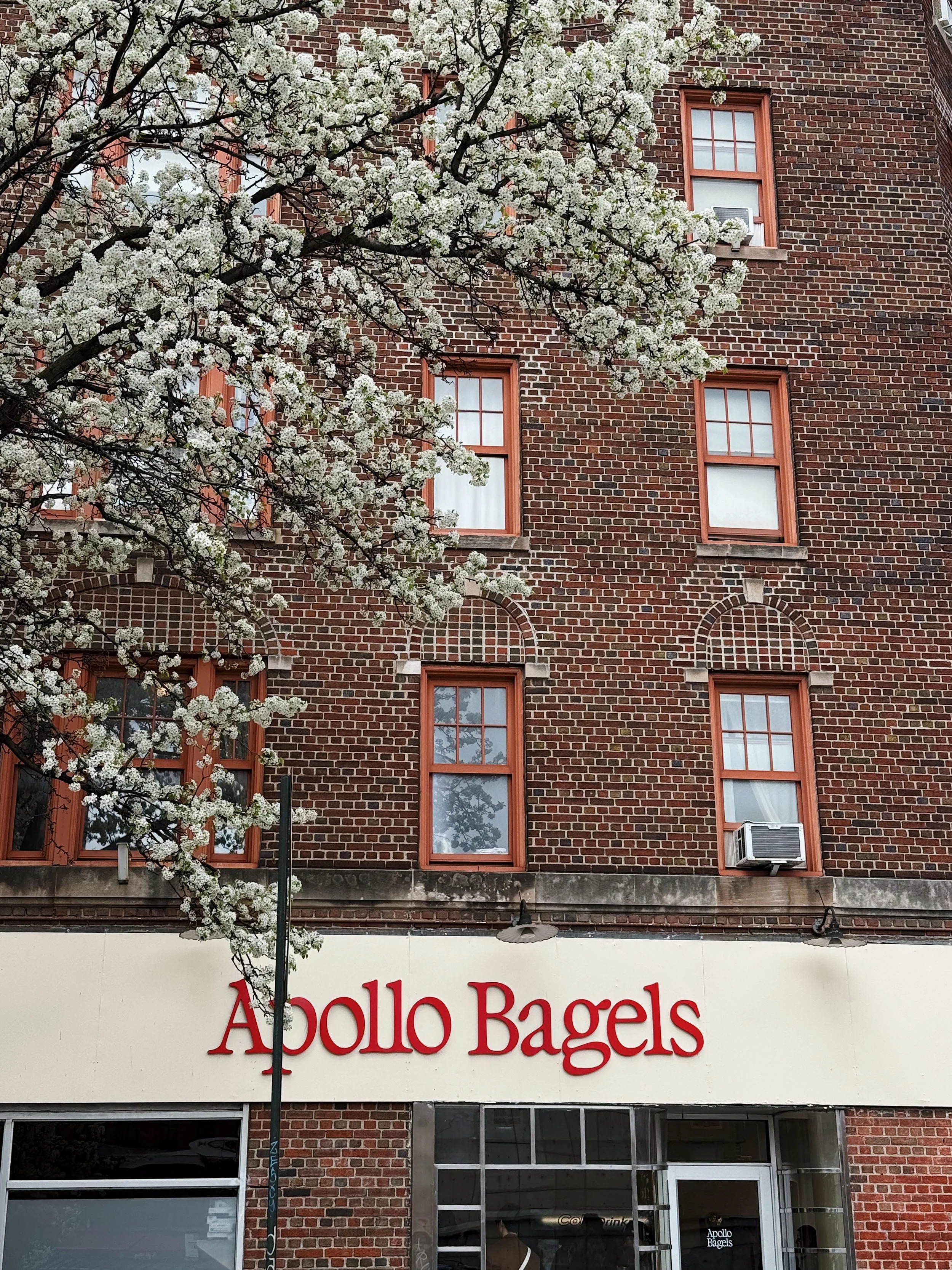 A brick building with several windows and an air conditioning unit. A tree with white blossoms is in the foreground, partially covering the building. A sign reads 'Apollo Bagels' in red letters on a white background above the entrance.