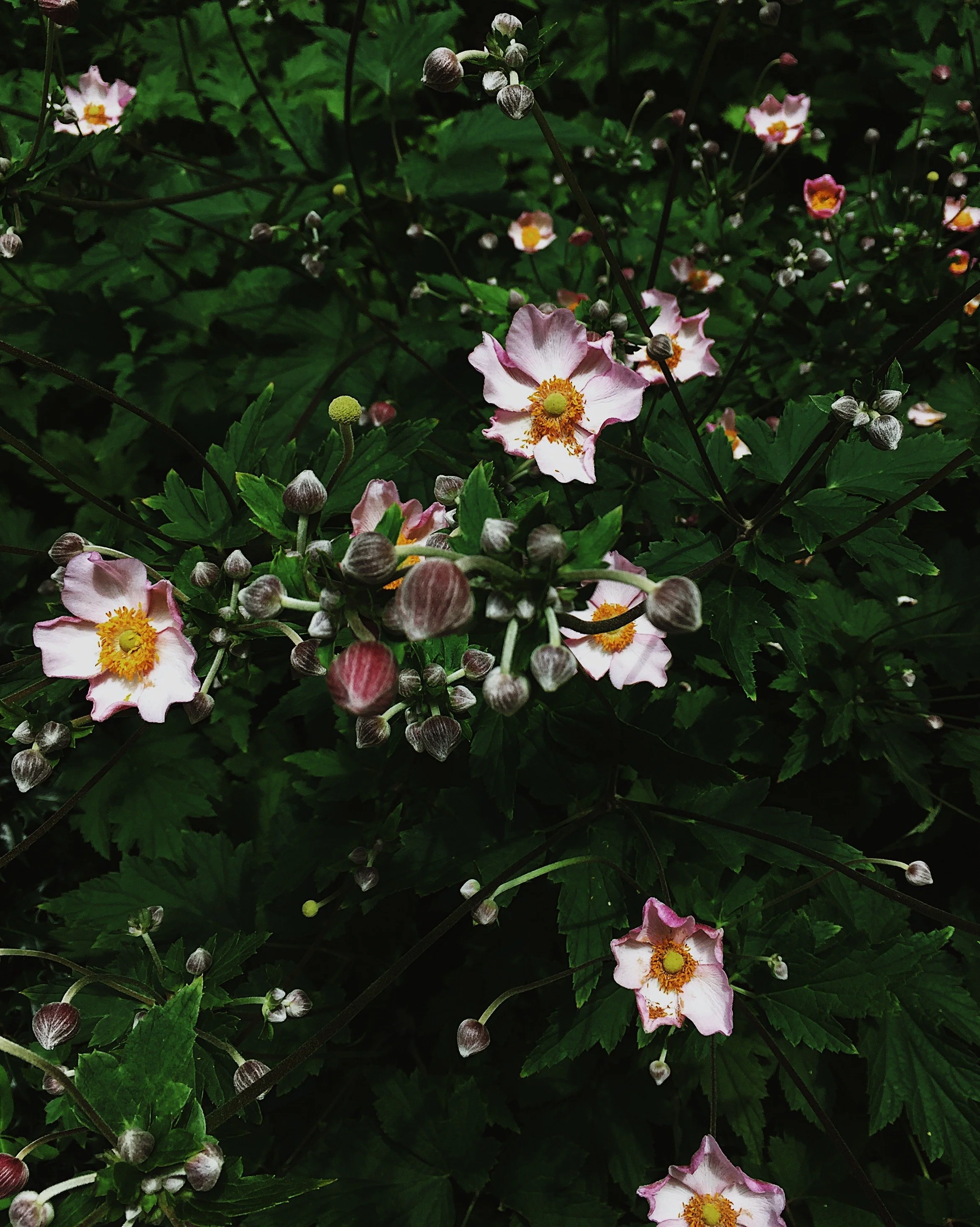 Pink and white flowers with yellow centers surrounded by green leaves.