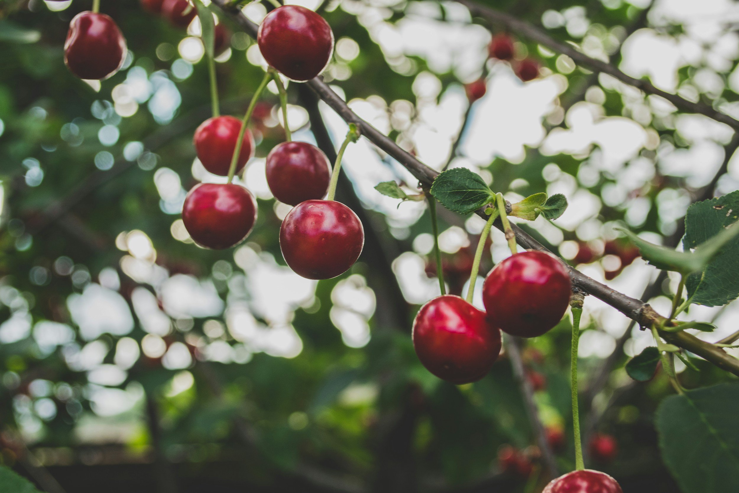 unsplash-image-fQWKGEllX2c.jpg