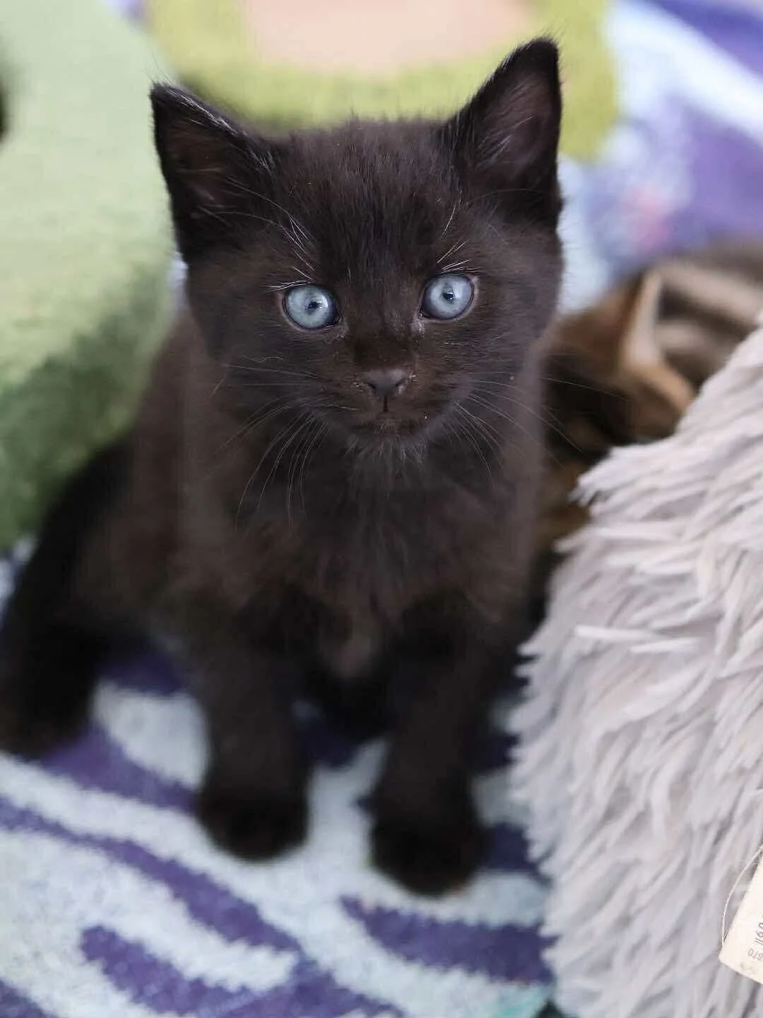 Venice’s babies are nearly 6 weeks old and look how cute they are in their newest photo shoot! 
Happy Wednesday everyone 💚
#catsofinstagram #cats #kittens #kittensofig #kittenseason