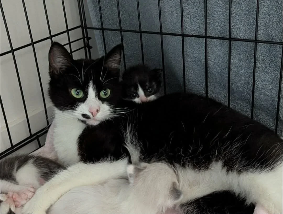 The apple doesn’t fall far from the tree! Mint and her little twin are proof that good genes run in the family 🩵
#cats #catsofinstagram #kittens #kittensofig #fosteringsaveslives #fosterkittensofinstagram #kittenseason