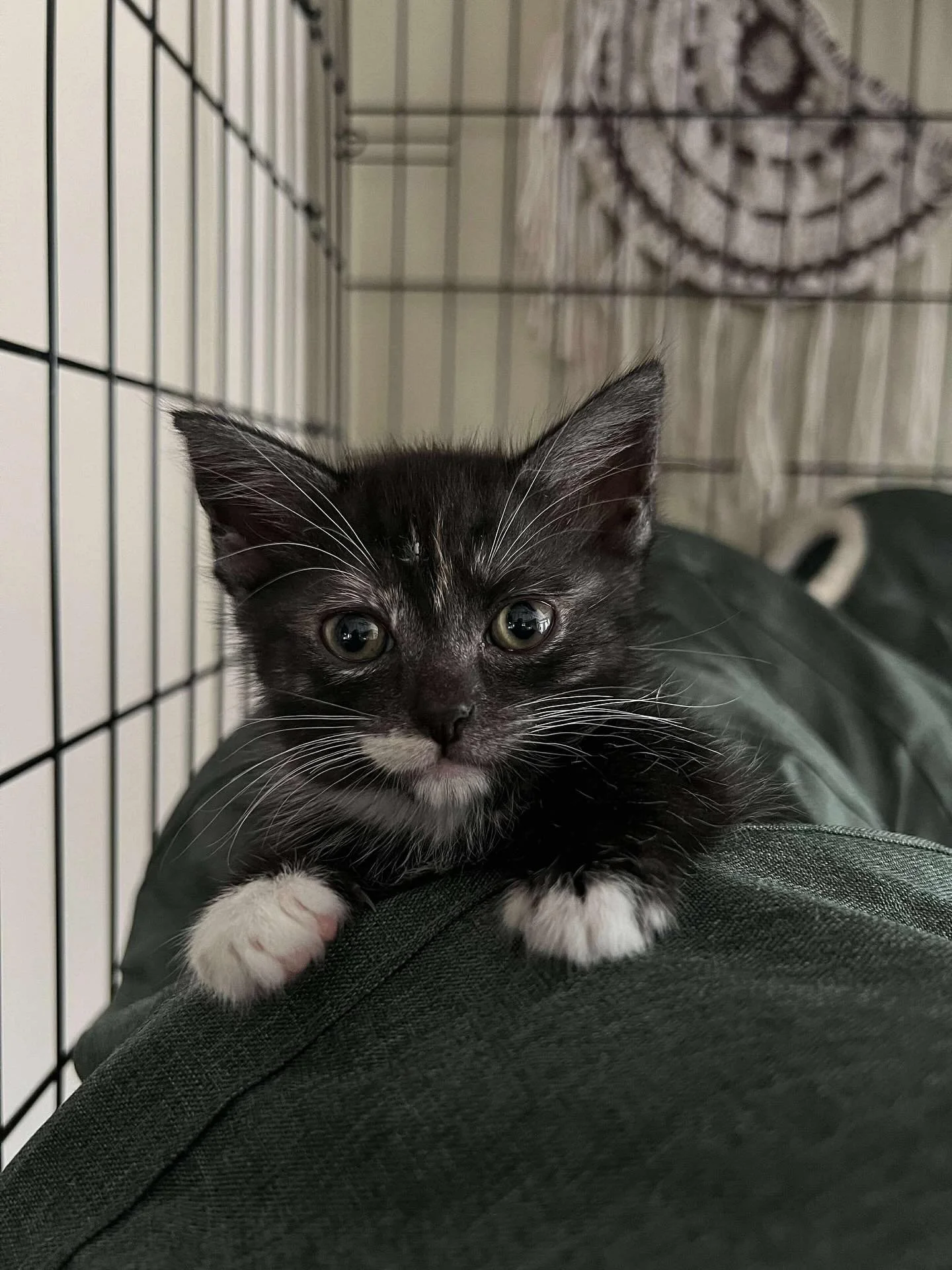 Hello, weekend plans! Cuddles, naps, and perhaps a small amount of intentional mayhem. Who else is staying in to snuggle their cat during this shocking Melbourne weather? 
#catsofinstagram #catsofinsta #fosteringsaveslives #fosterkittensofinstagram