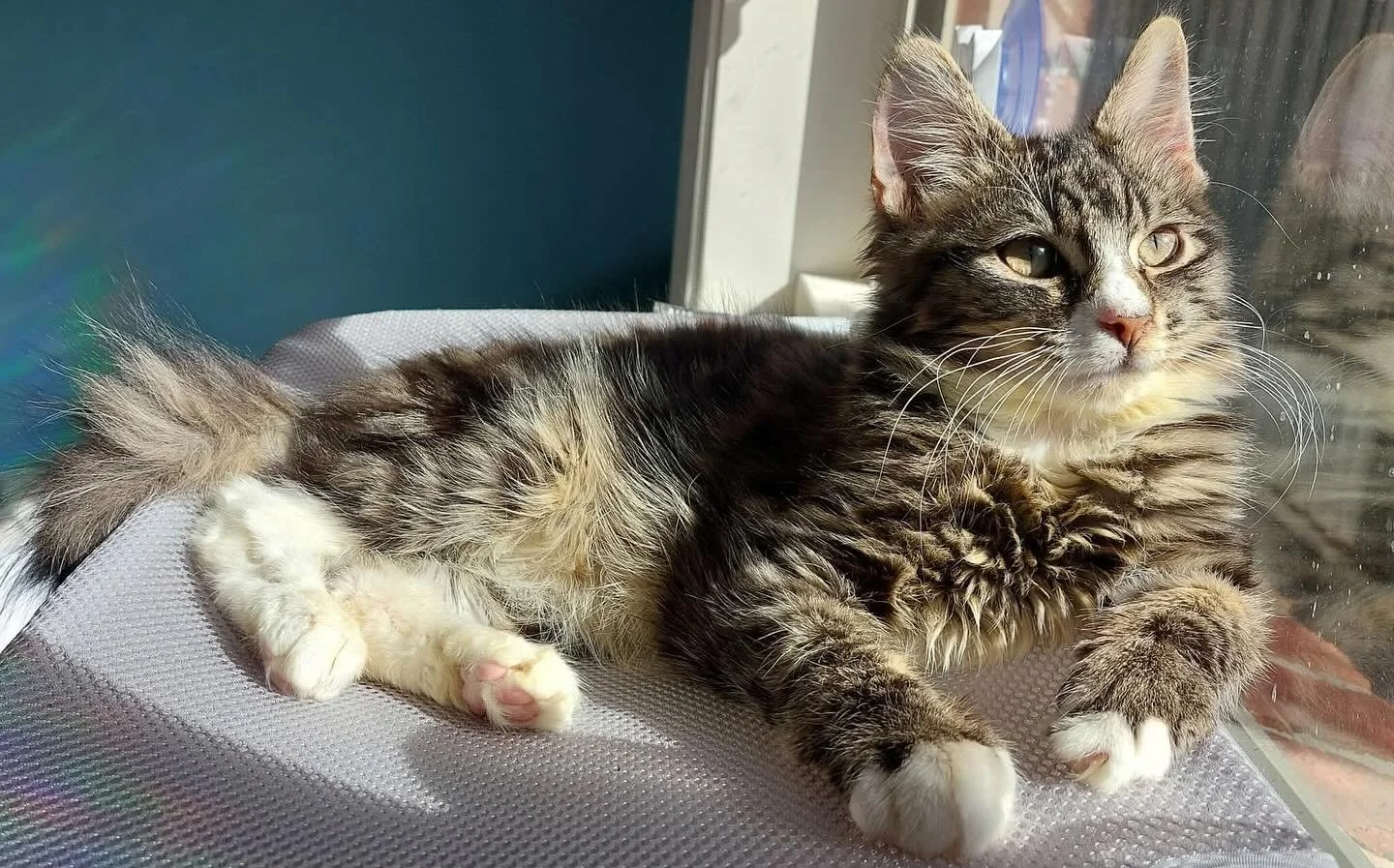 Meet Jeremiah, your new best friend!
Jeremiah has a heart full of love and the sweetest personality to match. He is gentle and observant, always seeking you out for cuddles. He loves to snuggle up to you when you’re sitting down, purring loudl