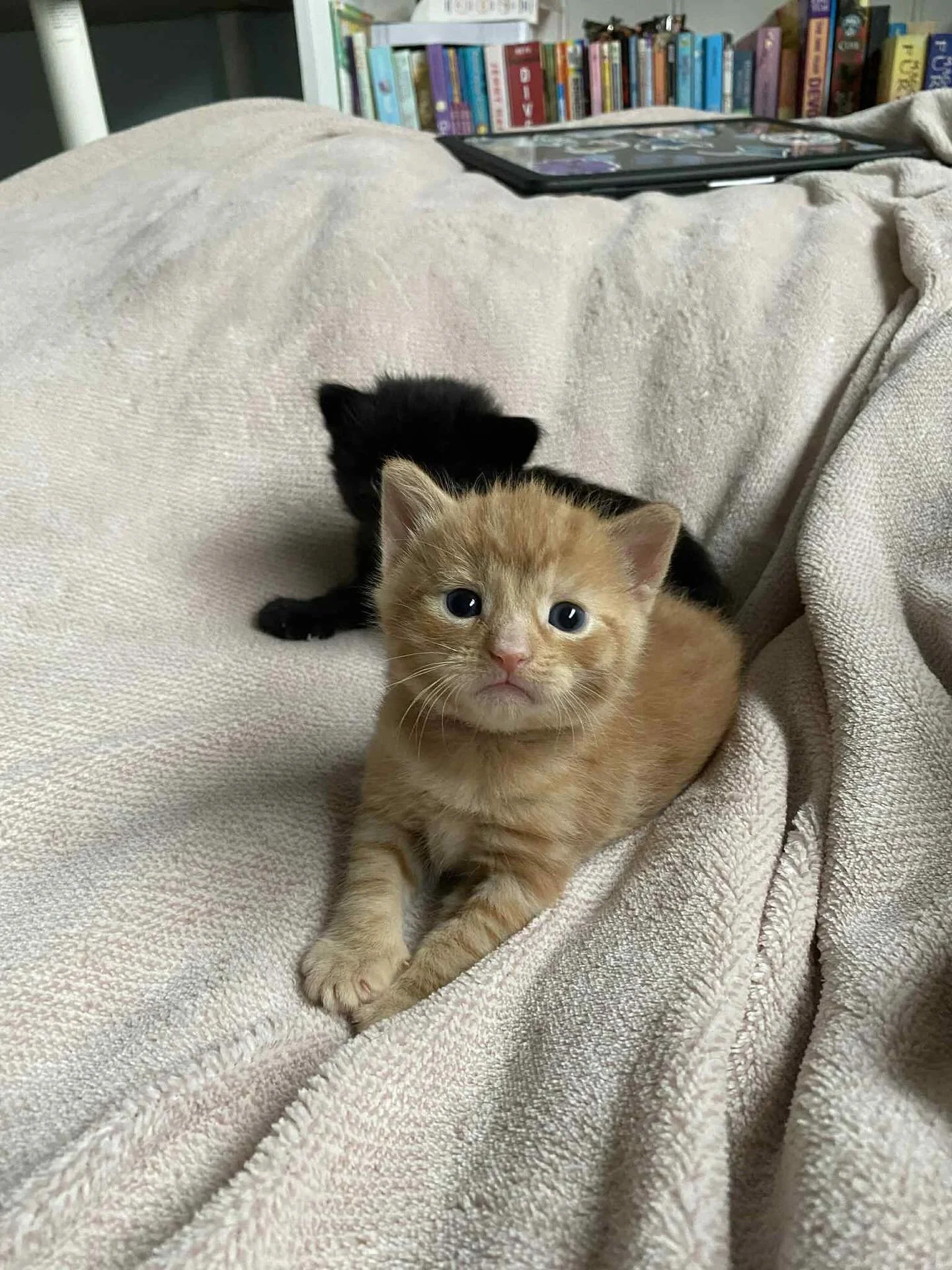 It doesn’t get much cuter than 3 week old Callie! She’s already learnt her manners🥹
Happy Tuesday! Enjoy the wonderful weather today everyone ☀️
#catsofinstagram #catsofig #kittens #kittensofig #kittenseason #fosteringsaveslives #foste