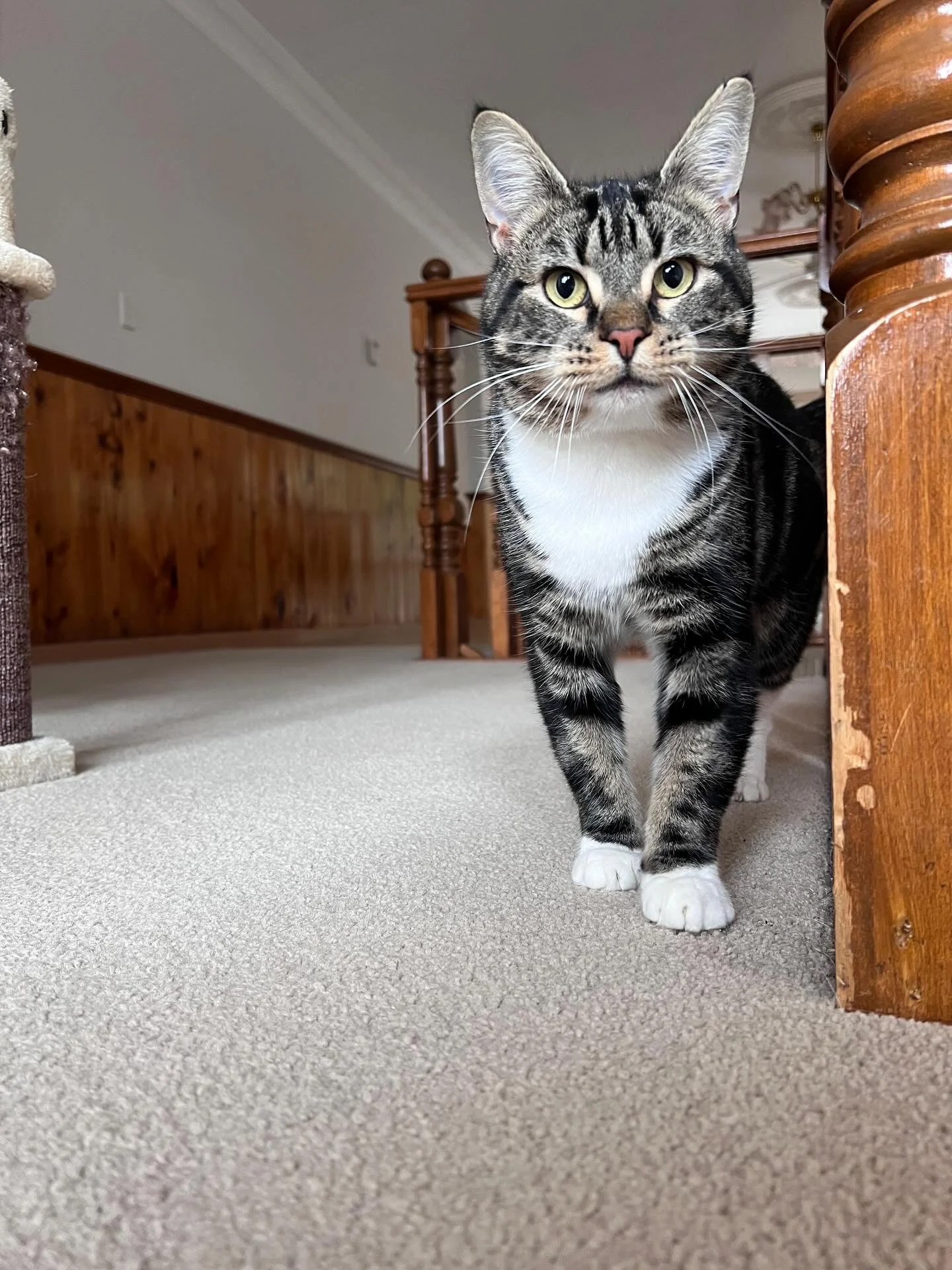 Meet Coco,
Coco is the kind of cat who takes life slow, gentle, and on his own terms. This handsome boy has a soft, sensitive heart, and while the world can feel a little big and scary at times, he’s getting braver every single day.
At first, C