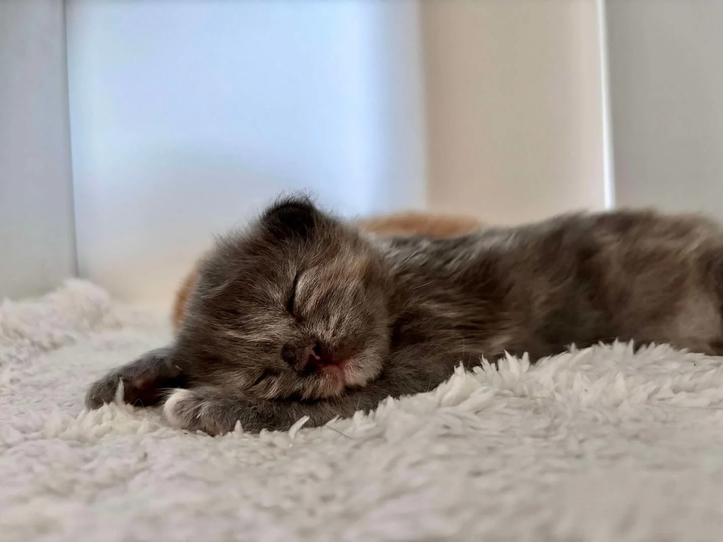 A sleepy good morning to everyone from Fizzy and Fanta. Along with their mama Mango, they are thriving in foster care, and clearly passing through their days catching a lot of zzz’s. 
✨✨
*Please note, kittens are typically listed for pre-adop