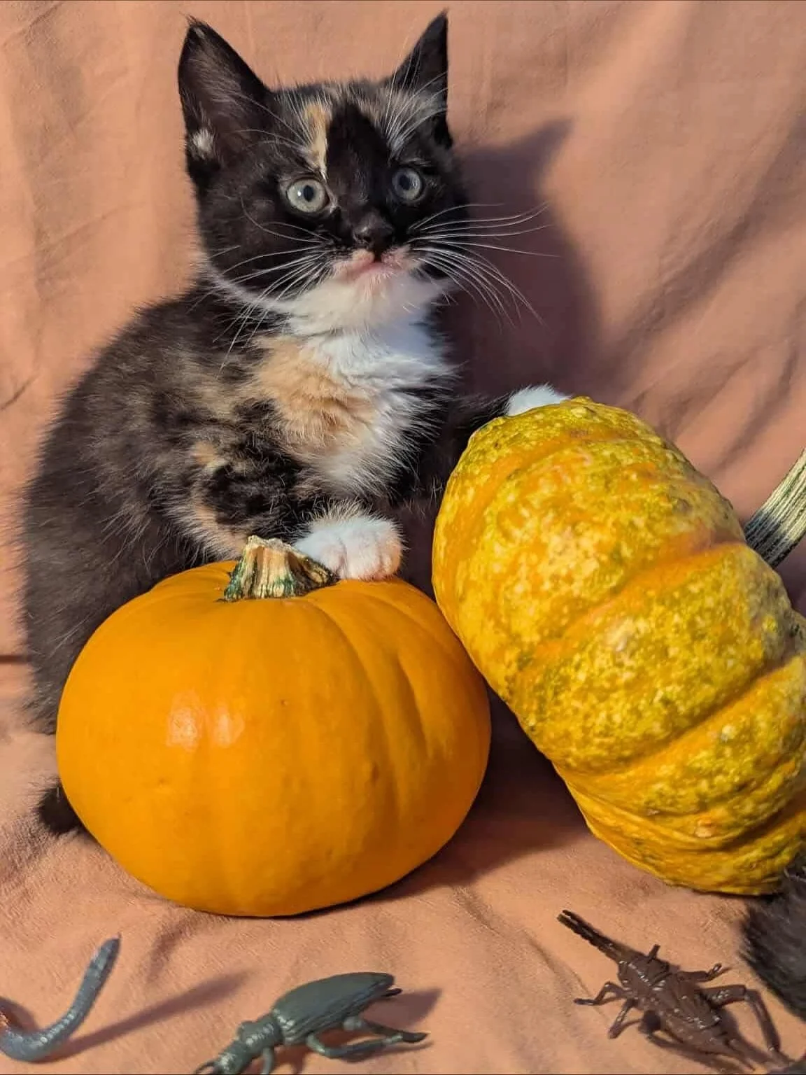 Happy Halloween from these spooky sweeties! 🎃🧡

Don&rsquo;t let their adorable faces fool you, these guys are all treats, no tricks! We&rsquo;re celebrating all the little monsters (the cute ones!) in our care today.

We&rsquo;ll be doing some more