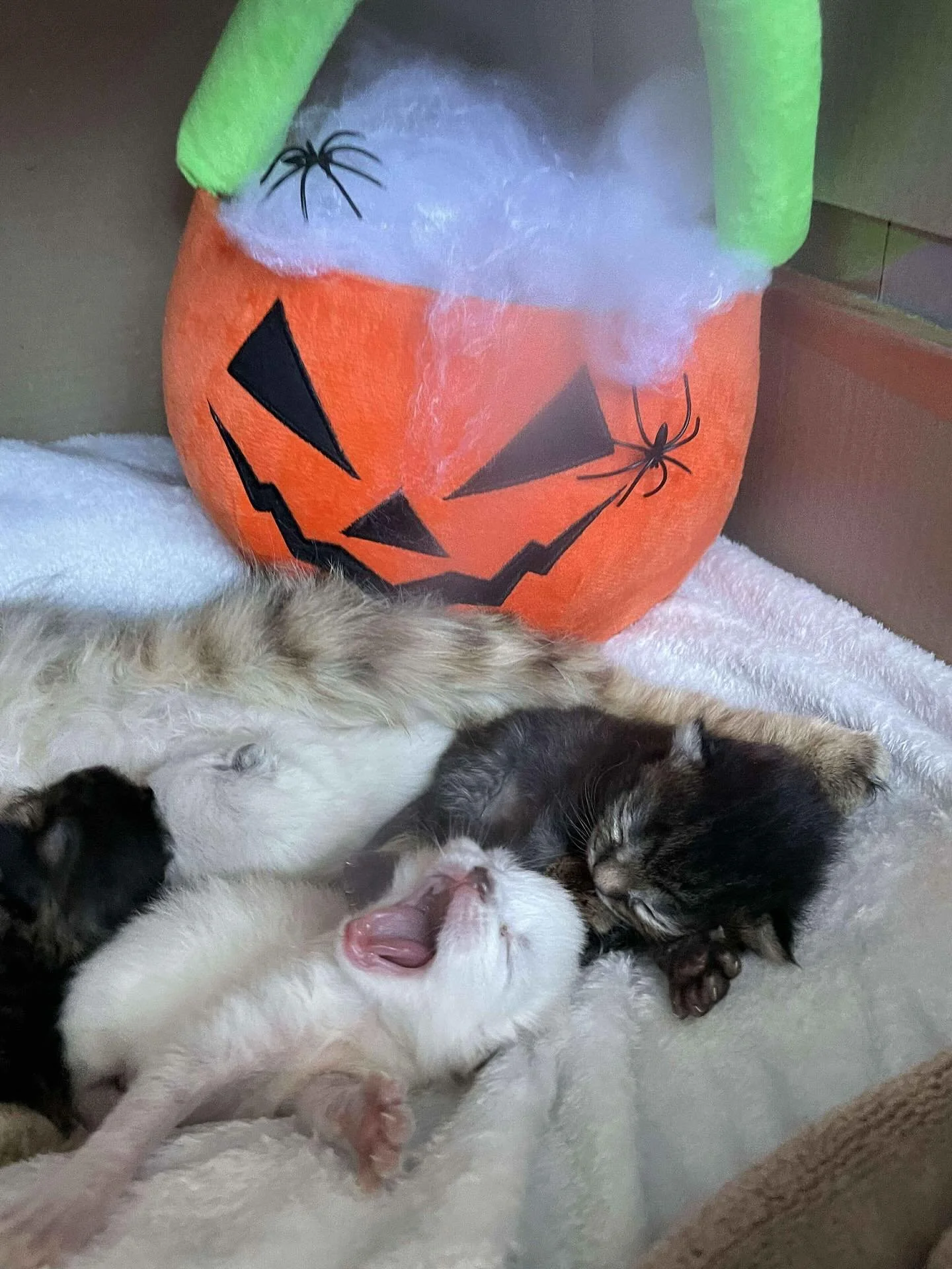 Oh no! Spiders have gotten into Sweetness&rsquo; nursing nest! The kittens are screaming (even though they can&rsquo;t see the spiders, they can feel them!) 

Happy Halloween🎃🎃

#cats #kittensofig