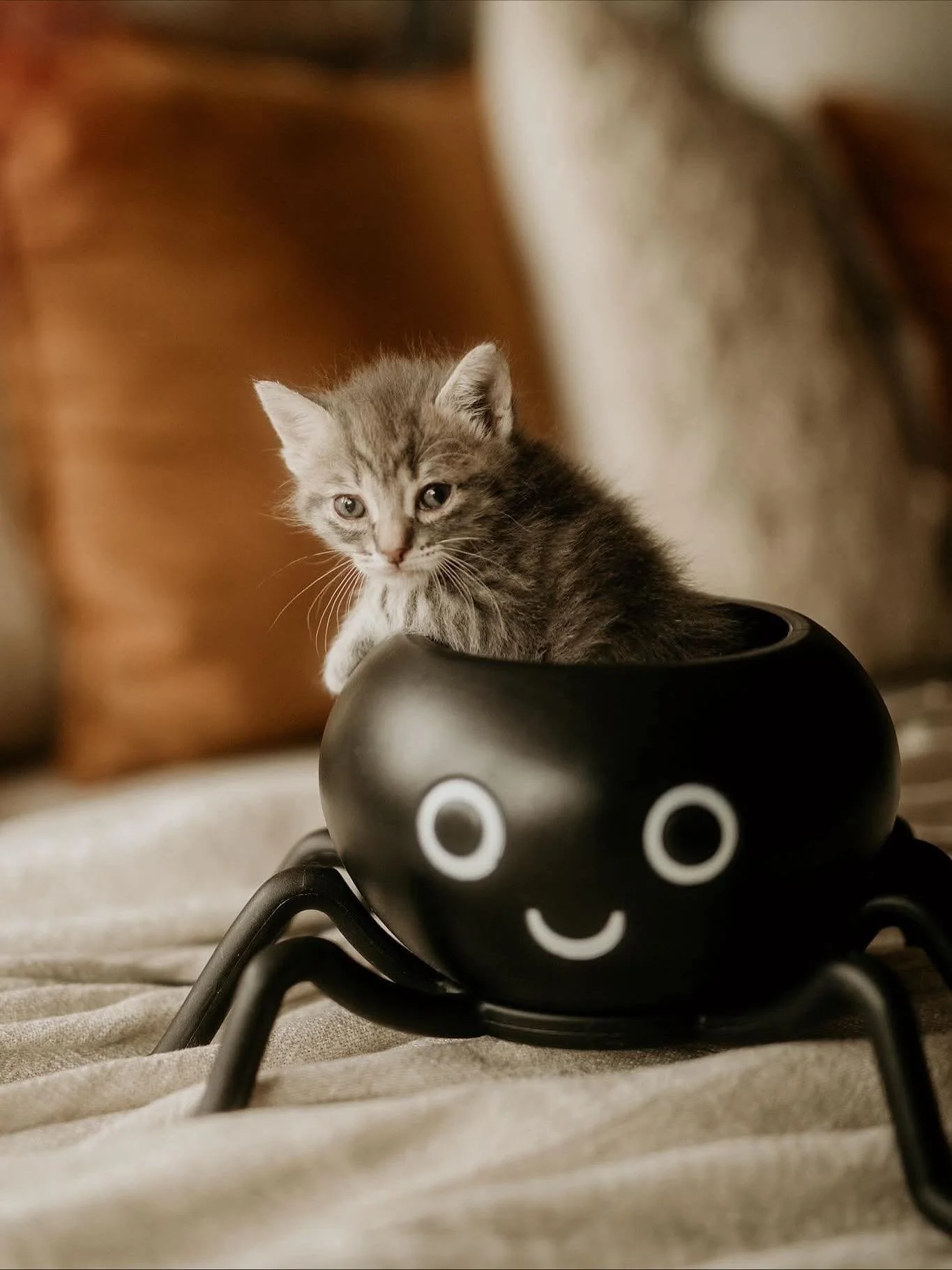 Waffles is serving up some serious spooktacular cuteness this Halloween! 🕷️🎃

#catsofinstagram #kittensofinstagram #kittenseason #halloween #halloween2025