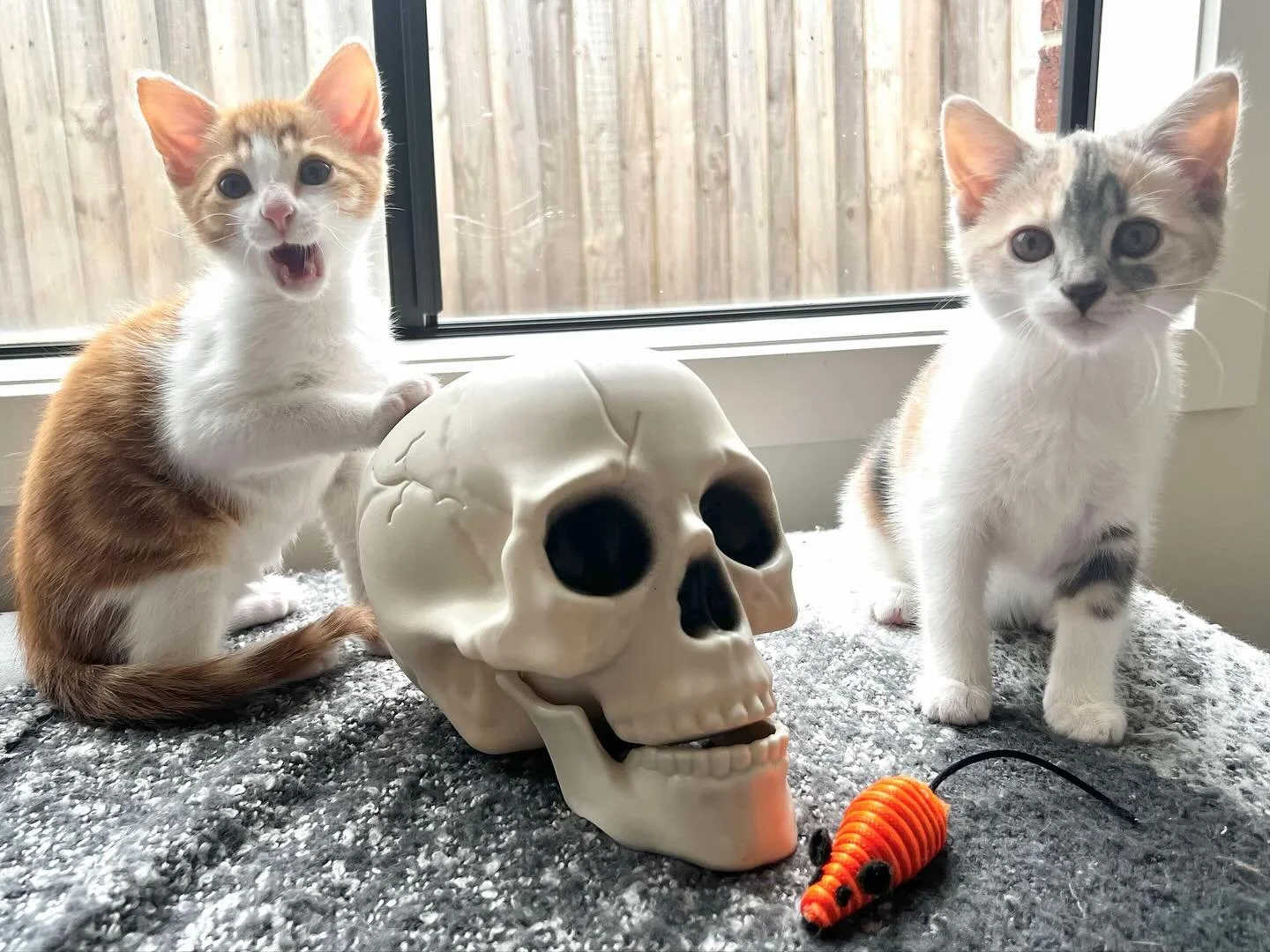 🩷Available for Adoption🩷

Buzz and Nova are looking for their forever home/s 🏡

Please ensure that you read their bios before applying.

You can read more about them via our Pet Rescue page: https://www.petrescue.com.au/groups/11855/Rescue-Cats-of