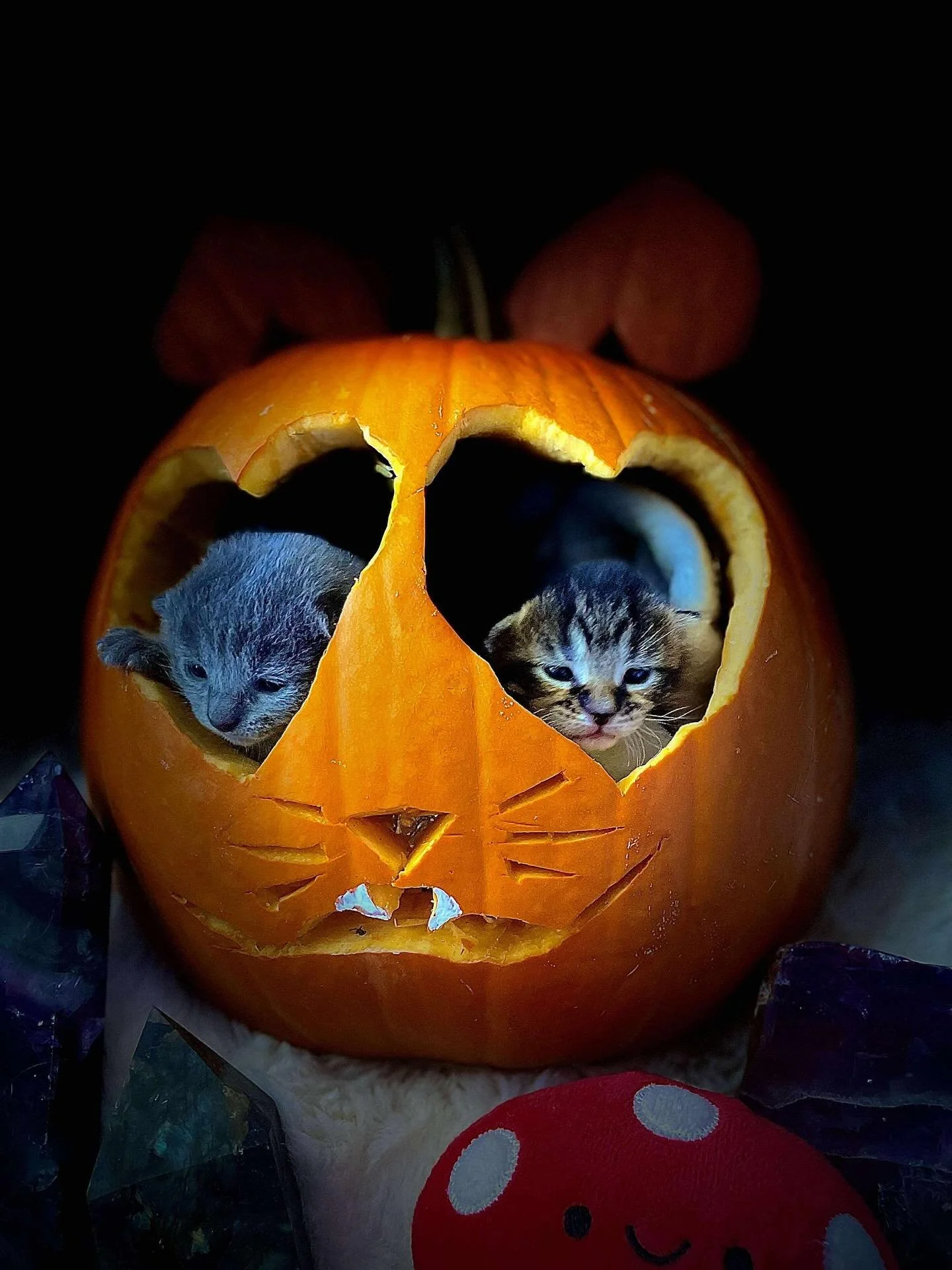 Goodnight from Havana and her kittens 🧡

#cats #kittens #kittensofinsta #kittensofig #halloween #fosteringsaveslives
