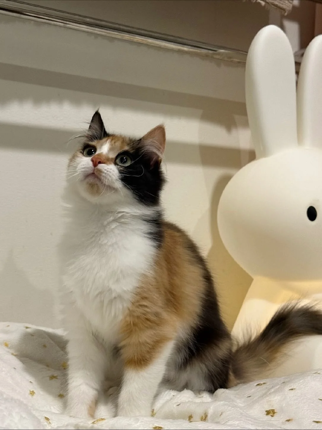 Meet Poe!

She is a beautiful, soft-hearted girl who has come such a long way from her shy beginnings. She and her twin sister were originally rescued together as strays, but while her sister adjusted quickly to home life, Poe&hellip; did not. She wa