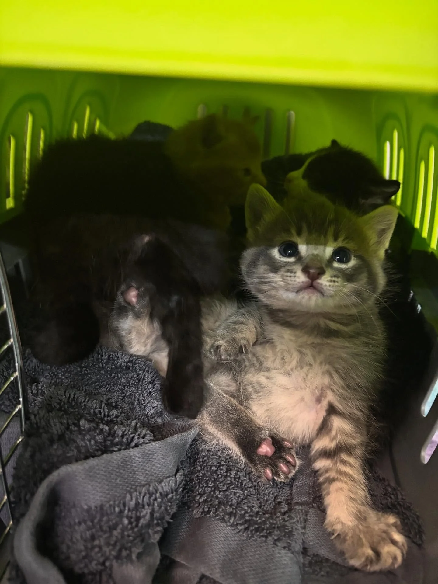 🚨 We Are Drowning, But We Refuse to Close Our Doors 🚨

The heartbreaking truth is that the current crisis in animal welfare is pushing rescues to the brink. We&rsquo;ve seen so many of our dedicated peers make the impossible decision to close their