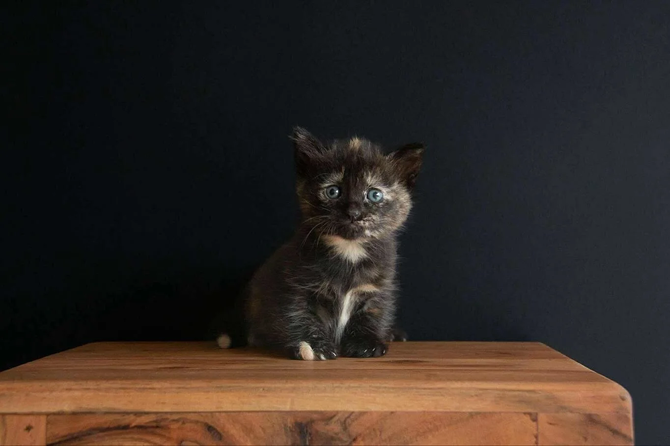 How talented are our foster carers! Amazing Zoe has taken some school photos of her babies and they are so well behaved! 

Featuring: Emi, Toothless, Callie, Cleo and Oliver. These guys will be available for pre-adoption very soon. 

We also want to 
